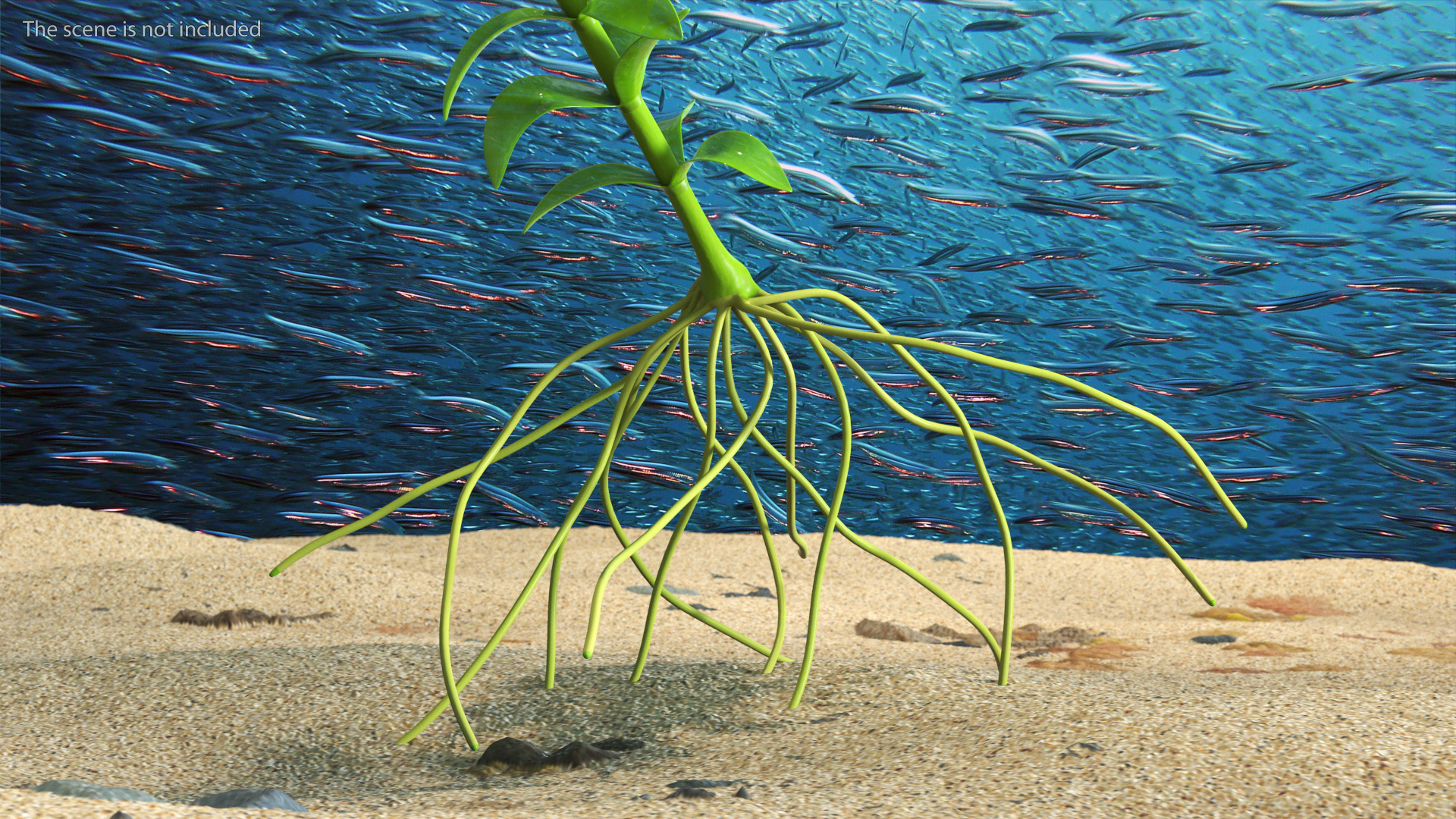 3D Elodea Plant Young model