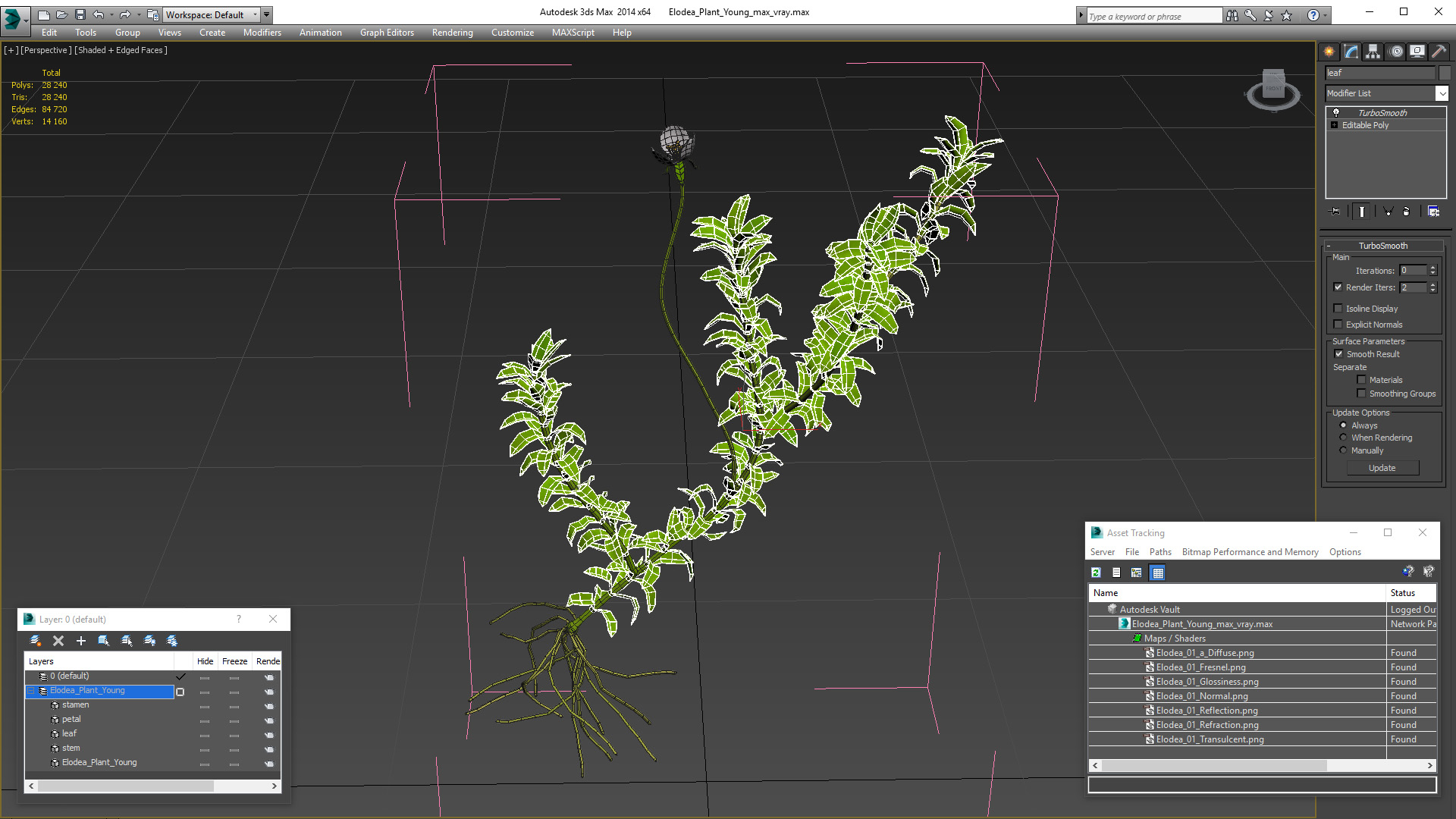 3D Elodea Plant Young model