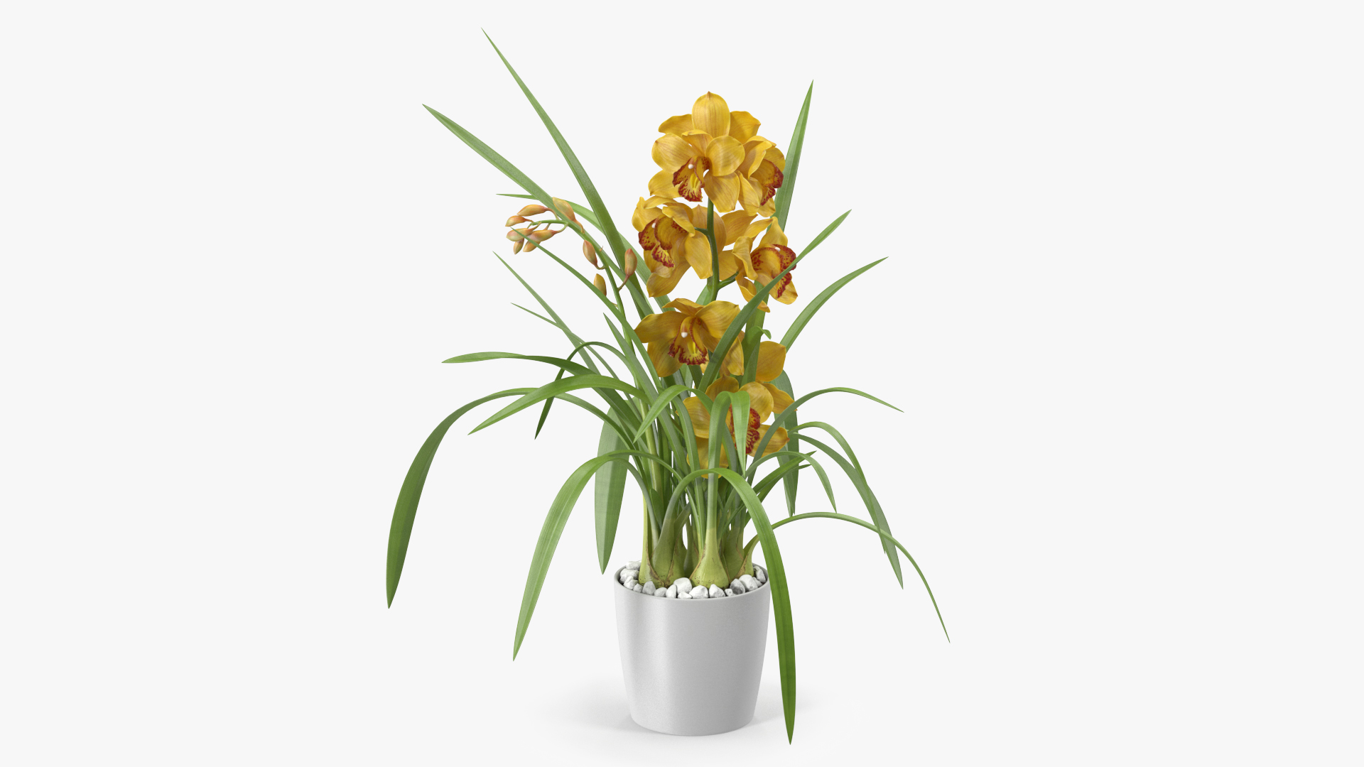 Orchid Pot Yellow 3D