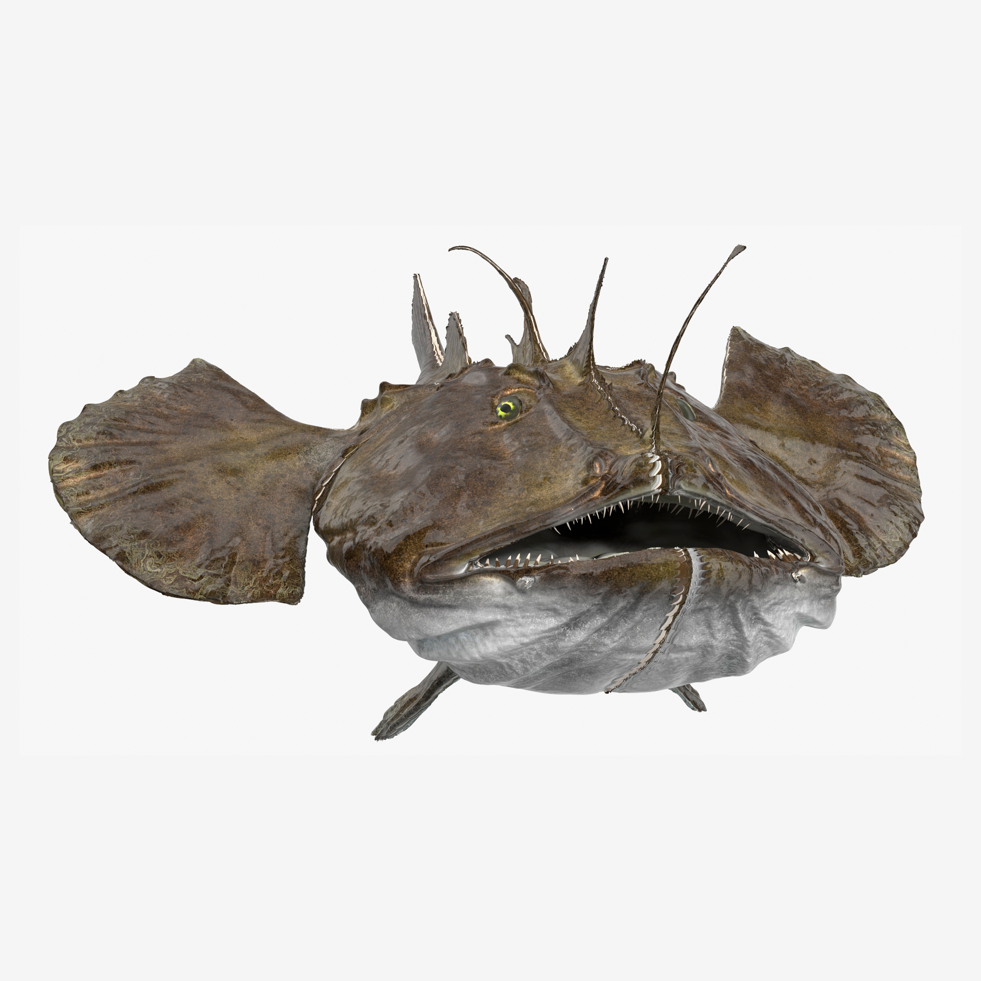 Angler Rigged for Cinema 4D 3D