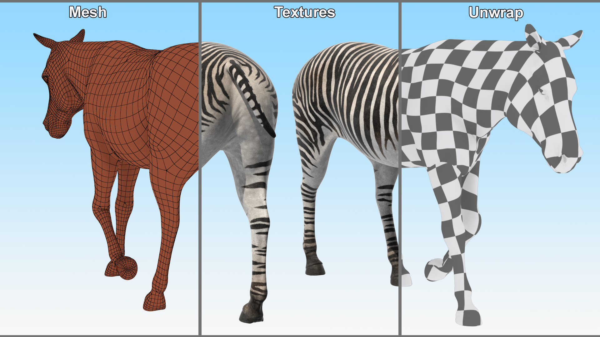 3D African Zebra Walking