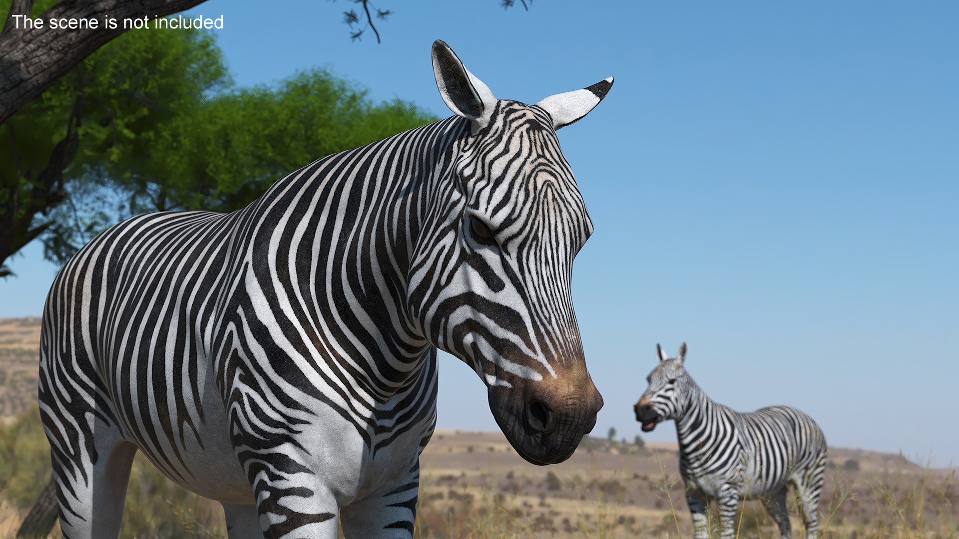 3D African Zebra Walking