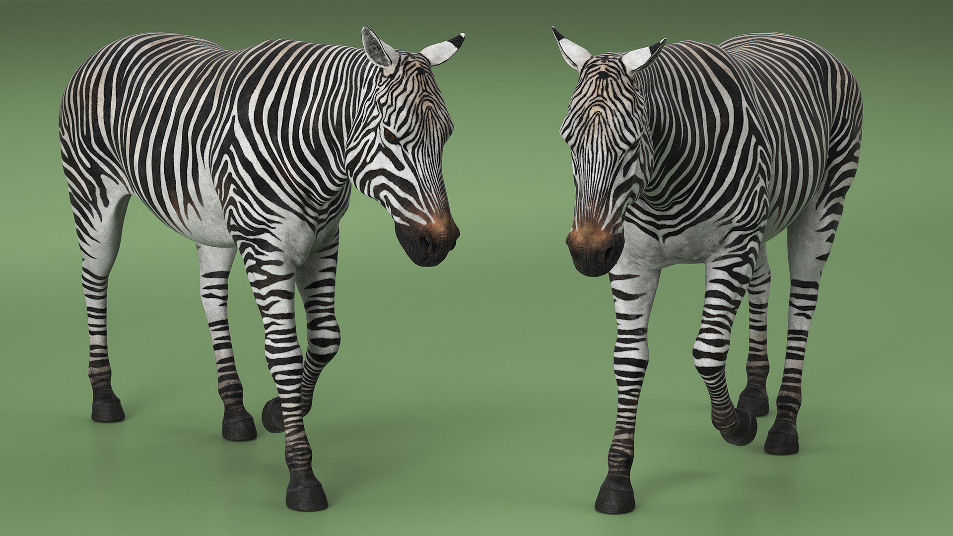 3D African Zebra Walking