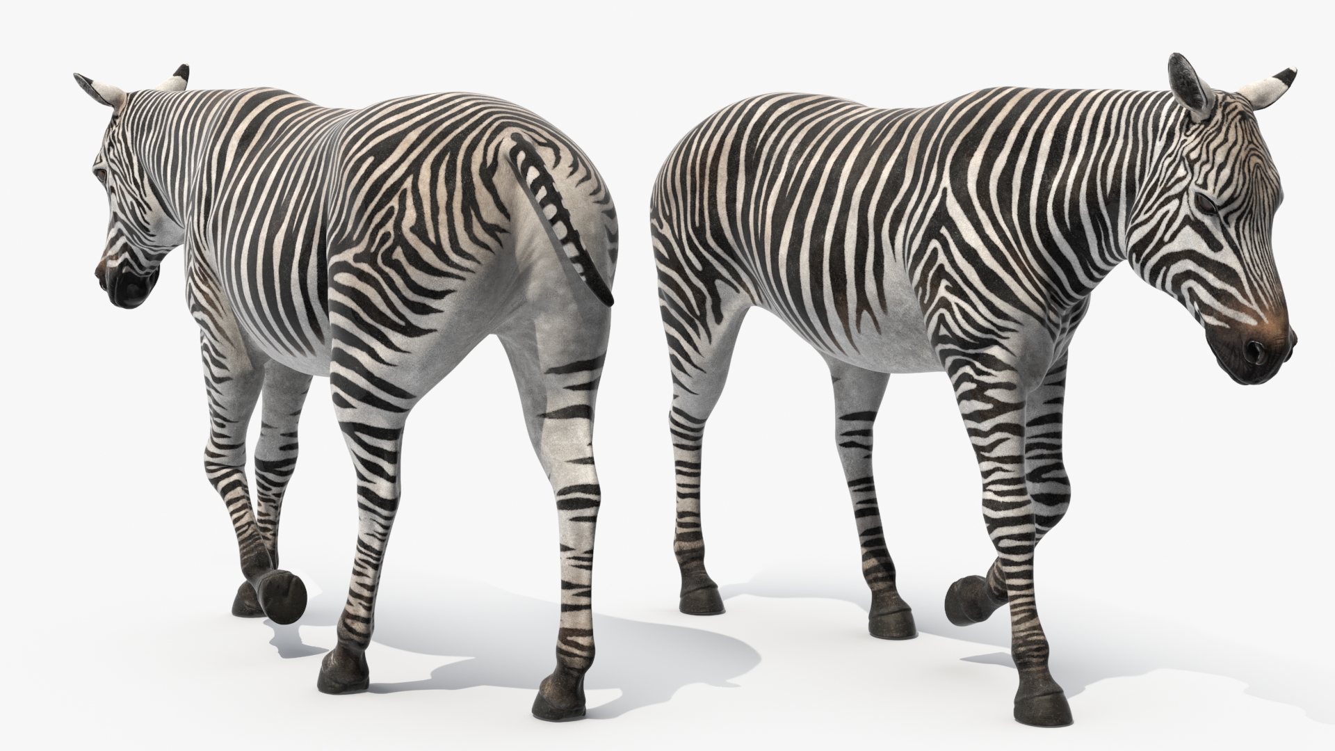 3D African Zebra Walking