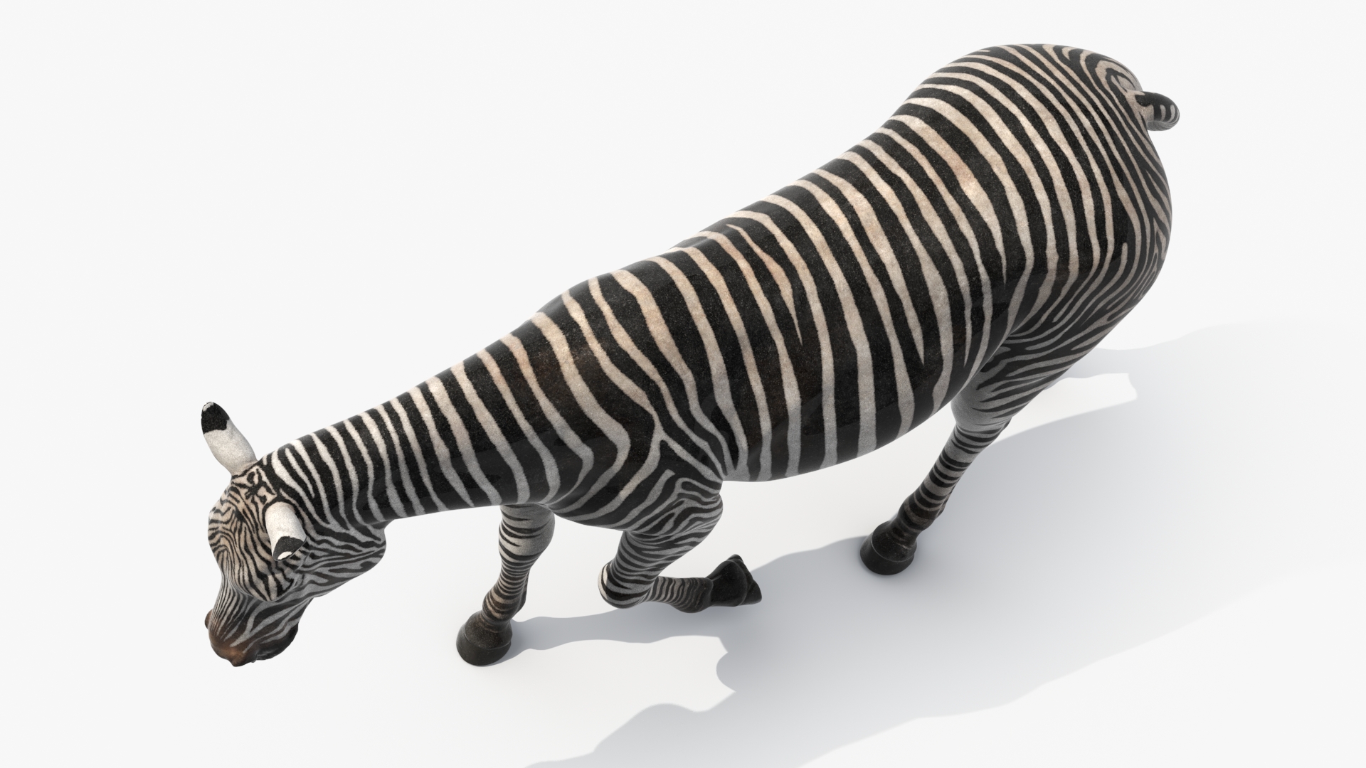 3D African Zebra Walking