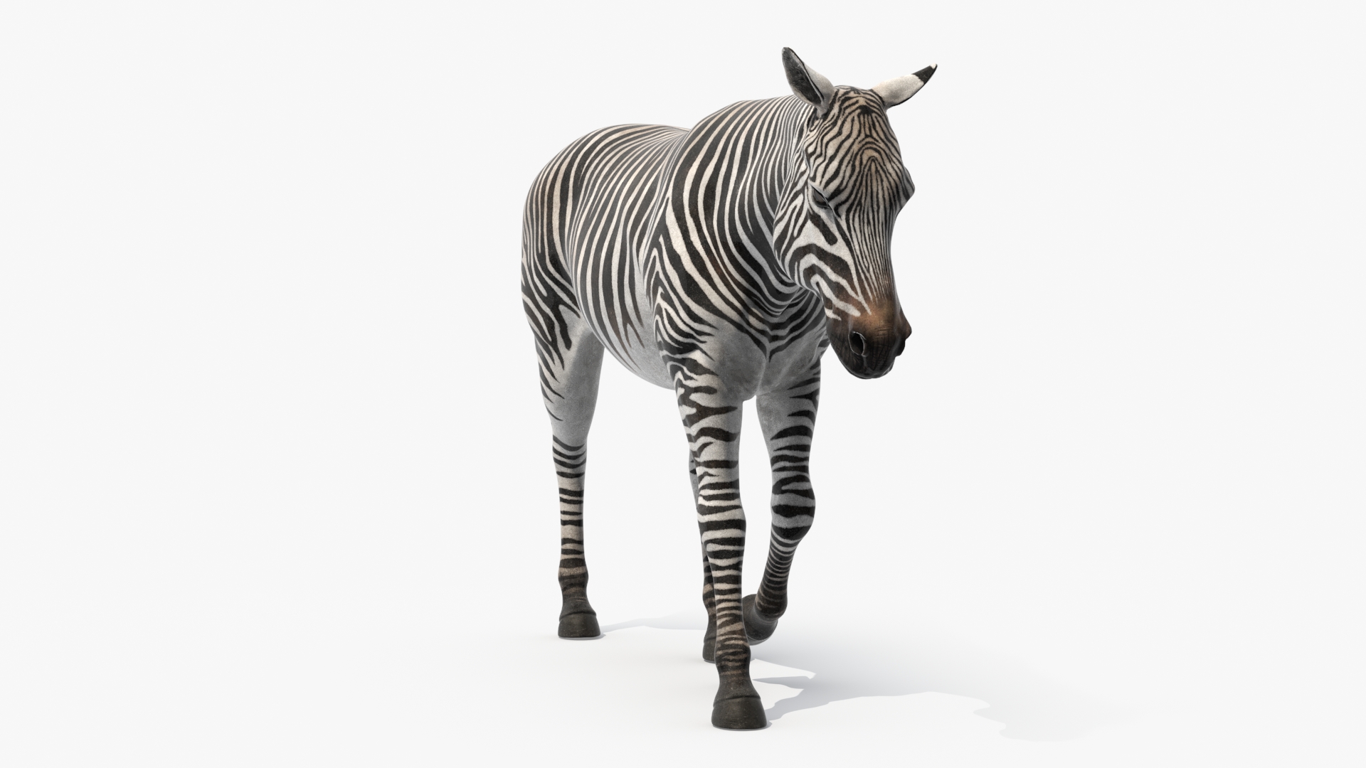 3D African Zebra Walking