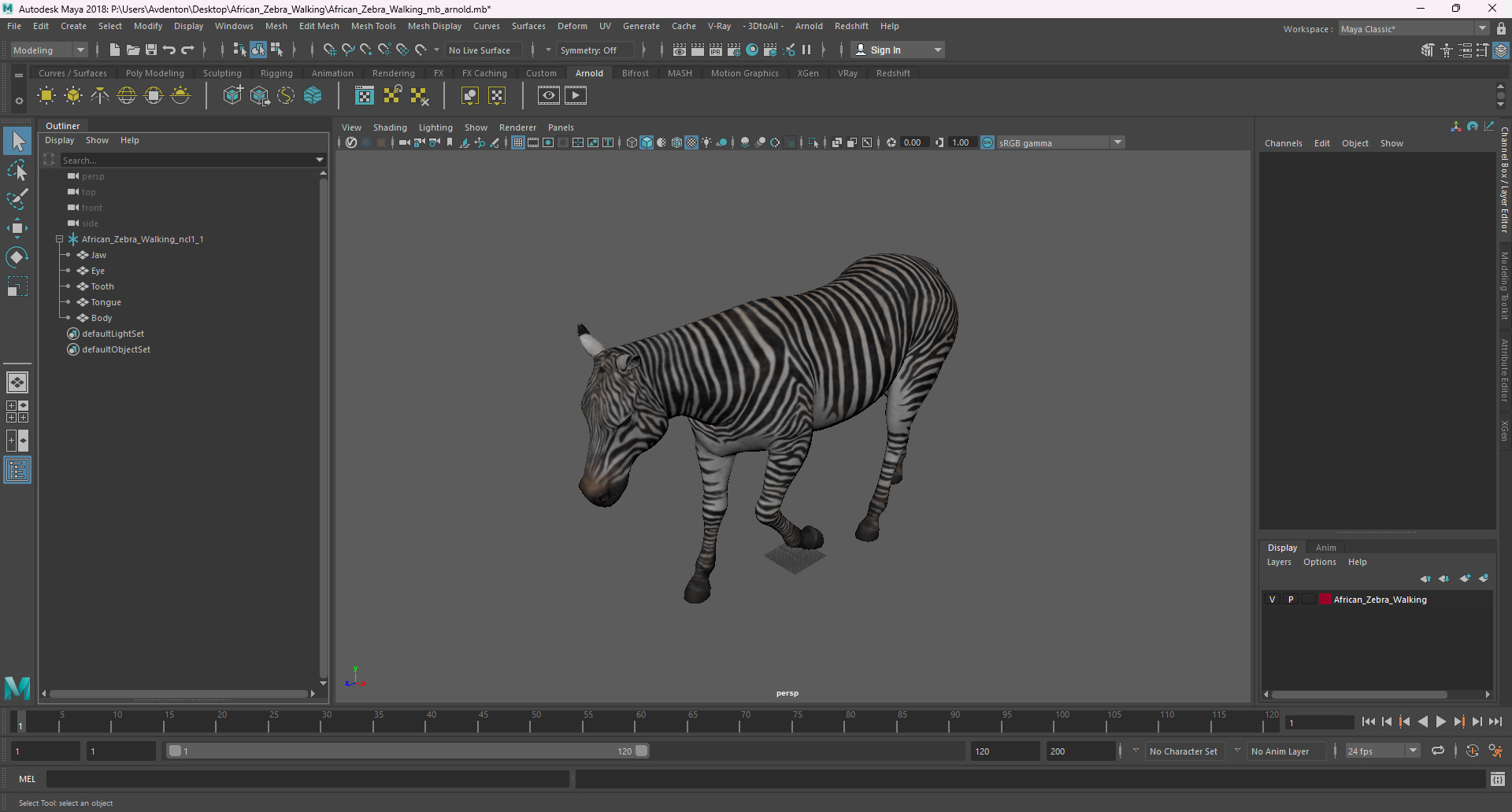 3D African Zebra Walking