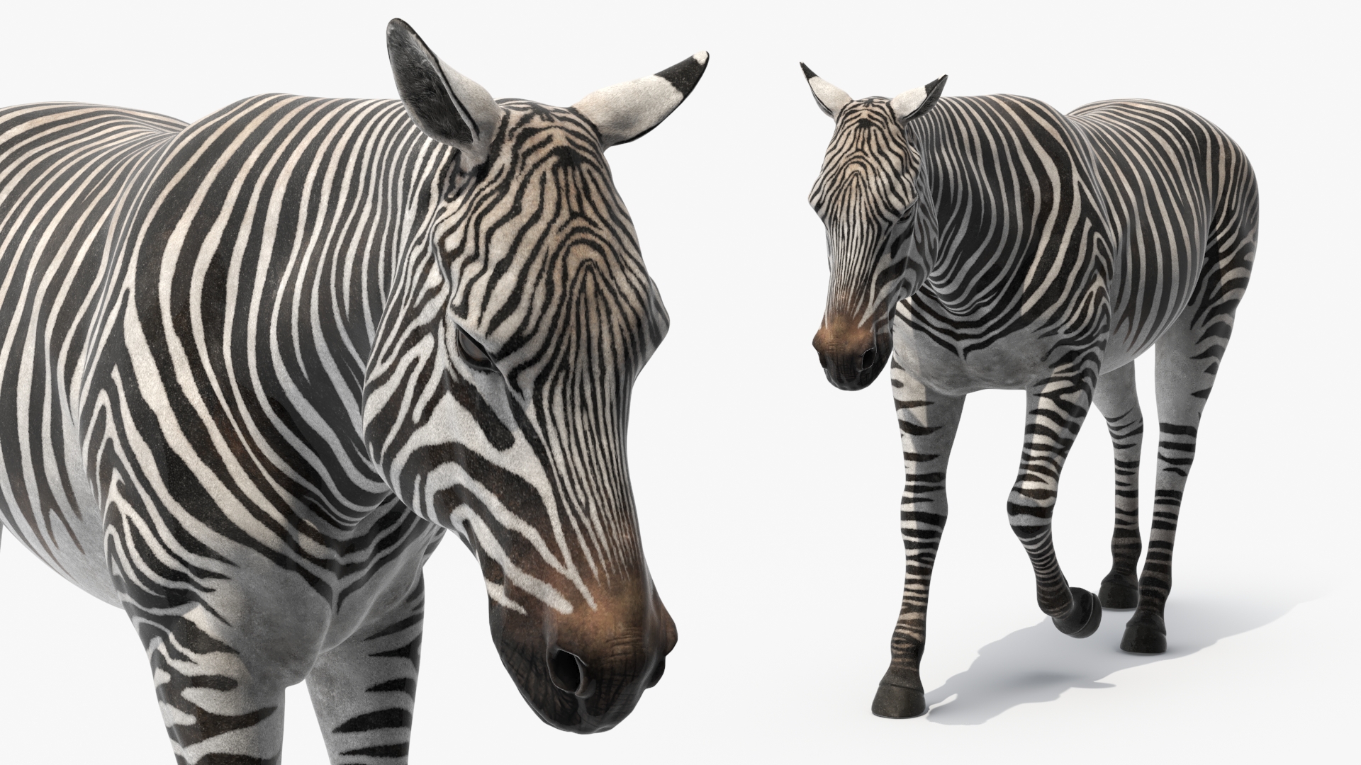 3D African Zebra Walking