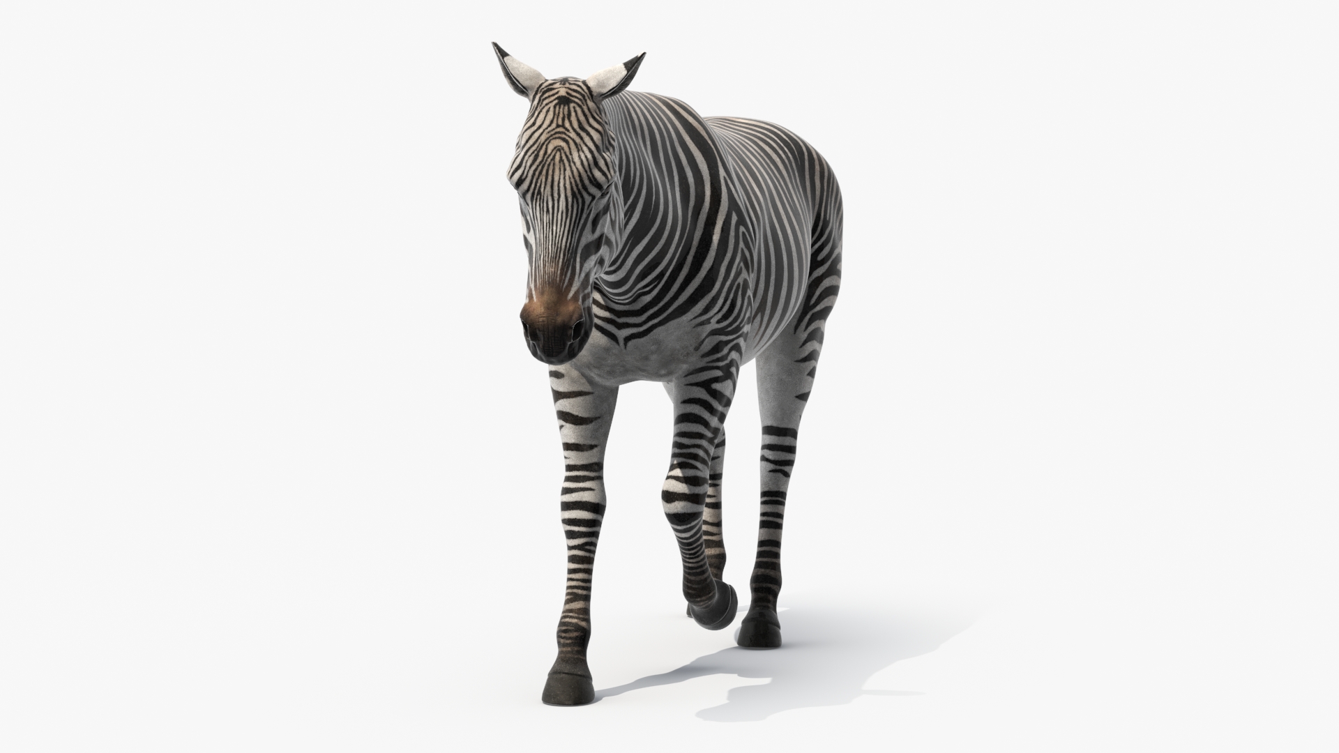 3D African Zebra Walking