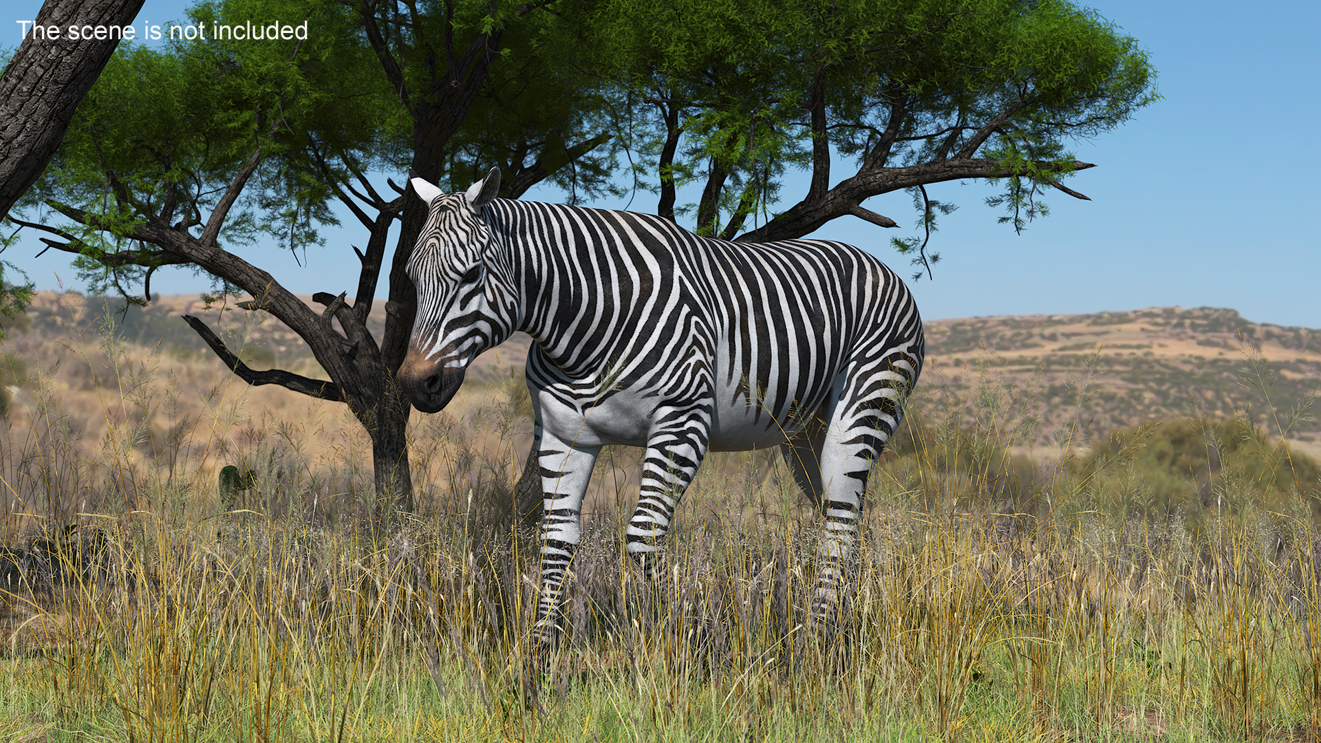 3D African Zebra Walking