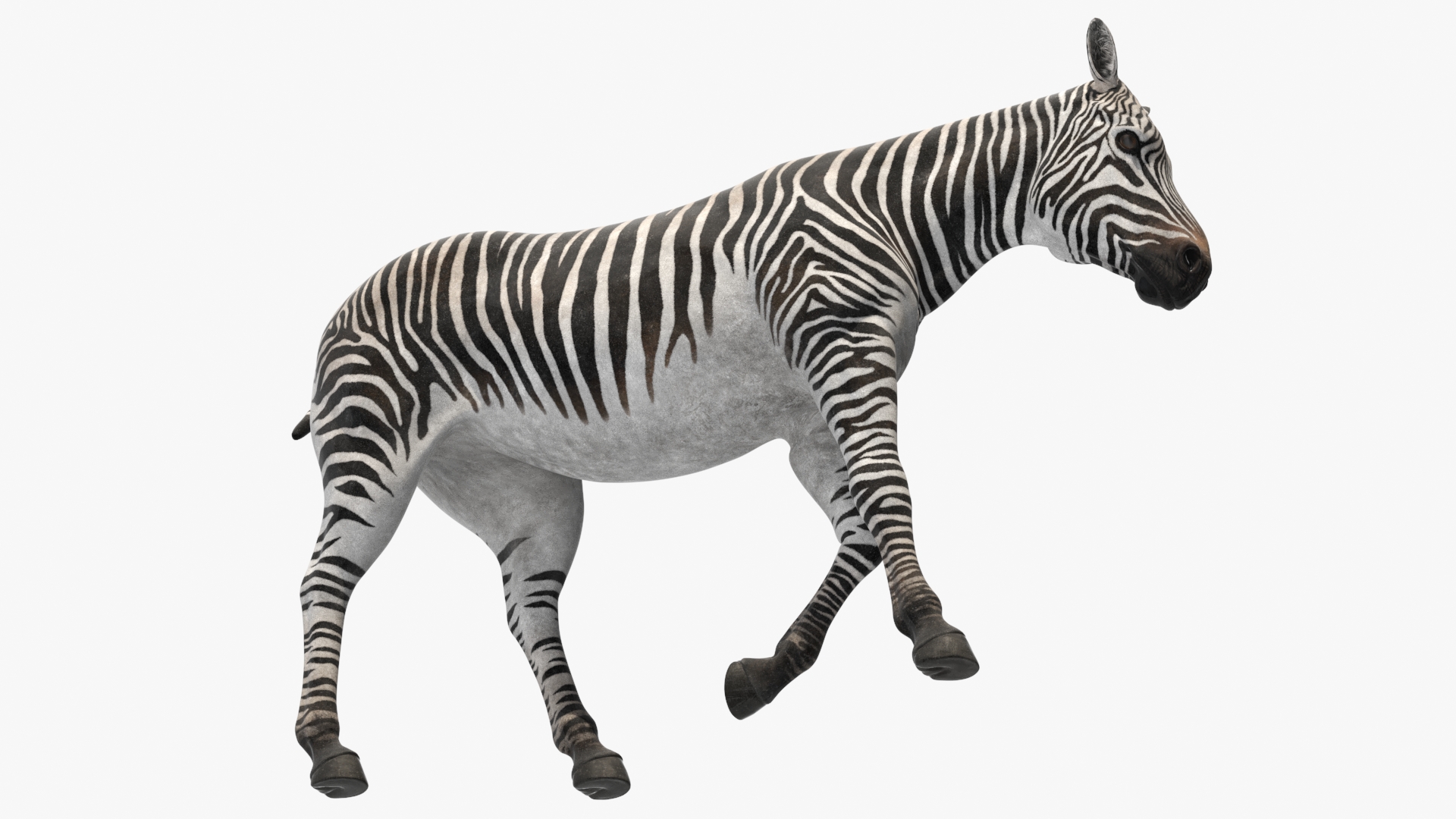 3D African Zebra Walking