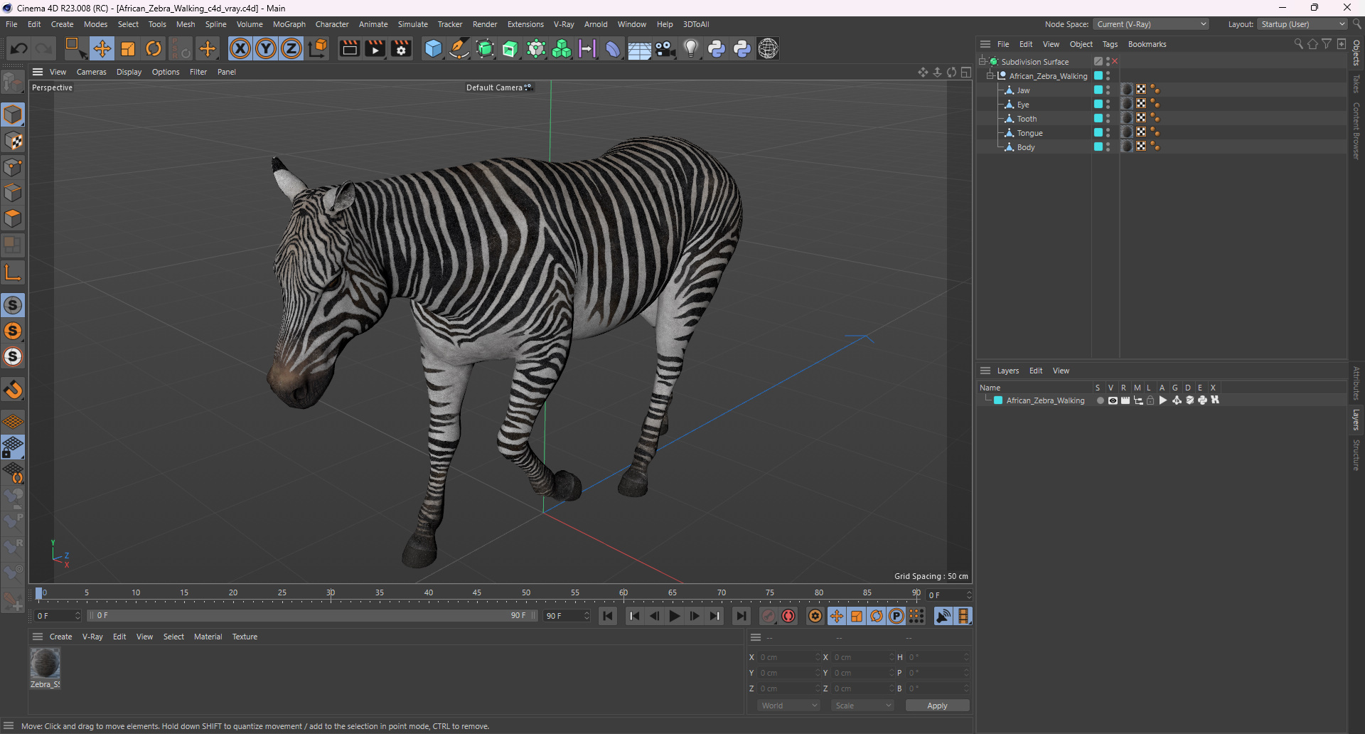 3D African Zebra Walking