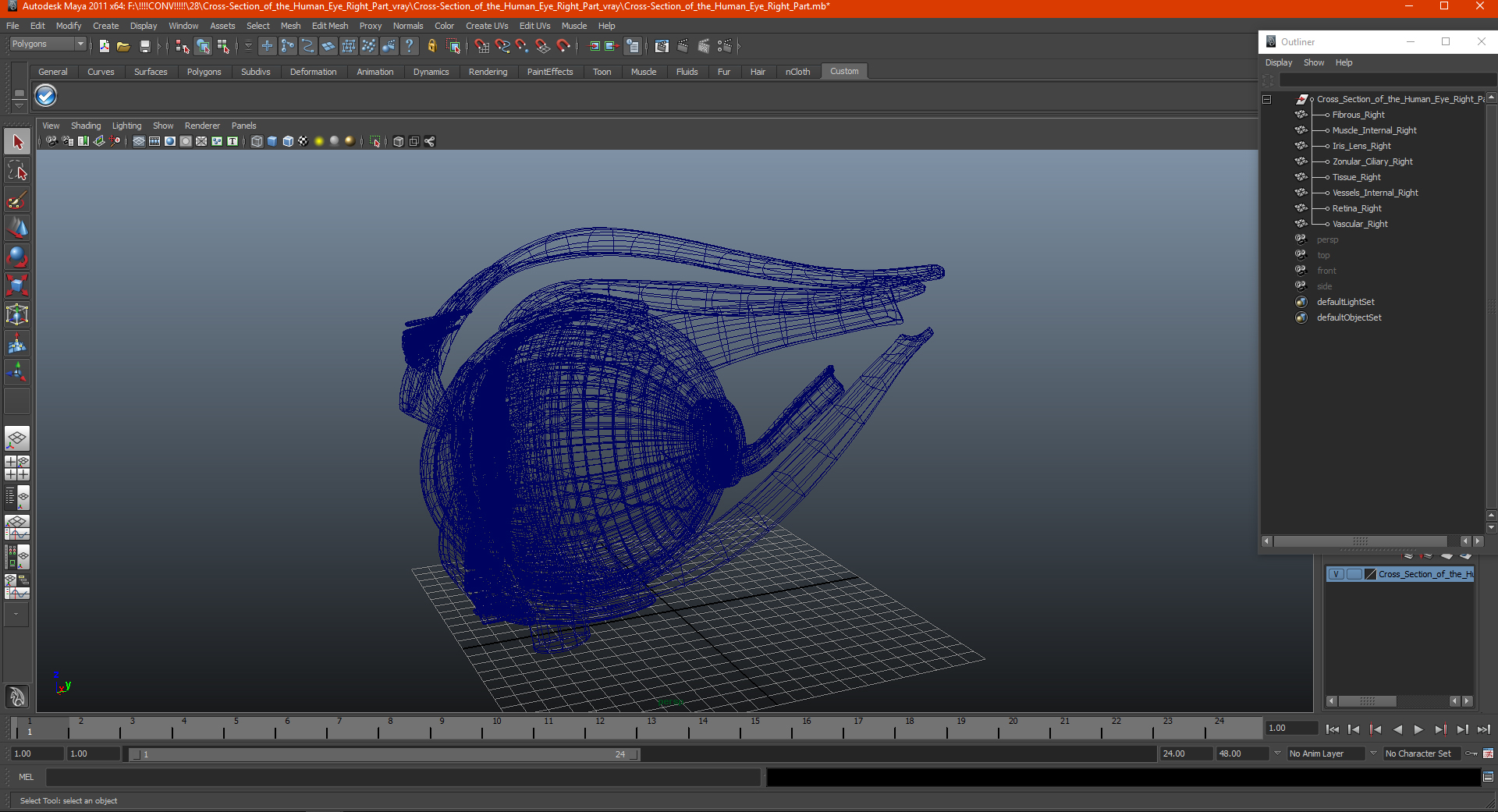 3D Cross-Section of the Human Eye Right Part