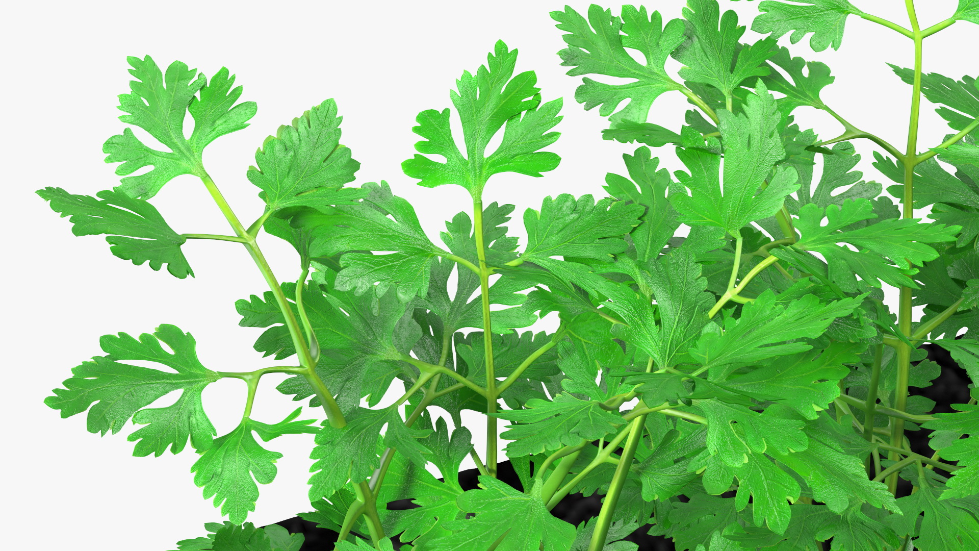 3D model Parsley Grows in Row