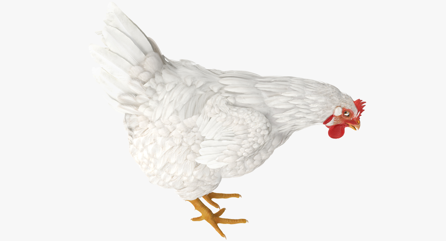 3D model White Chicken Rigged