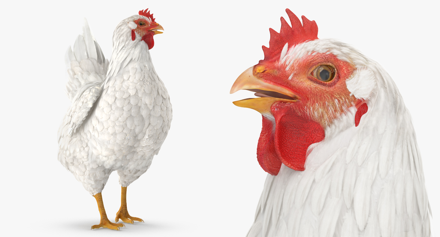 3D model White Chicken Rigged