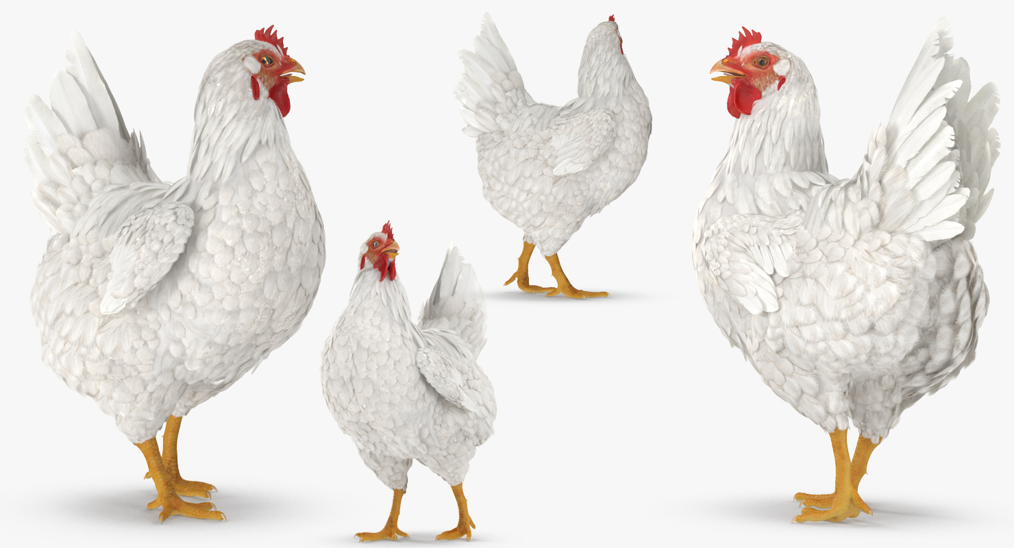 3D model White Chicken Rigged