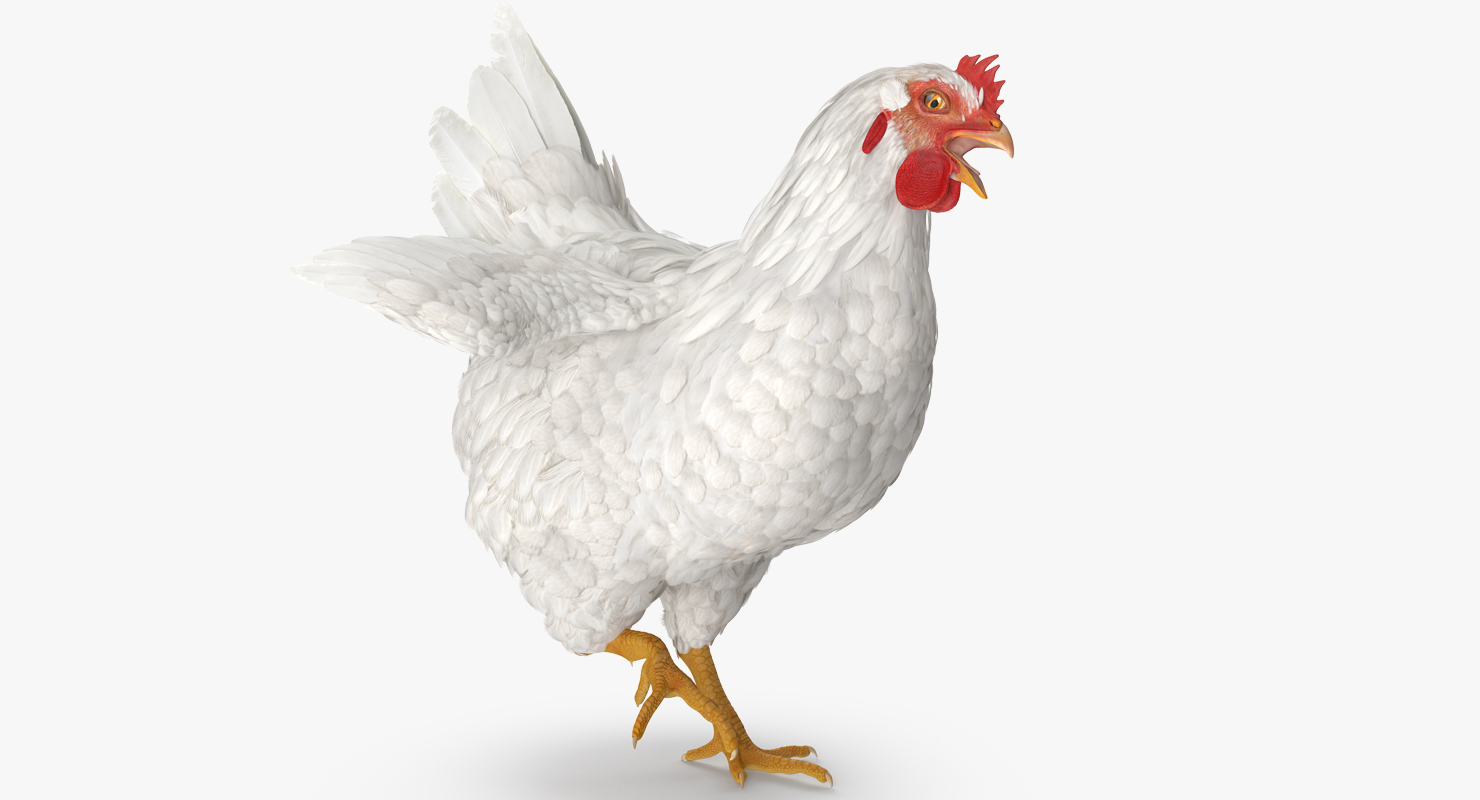 3D model White Chicken Rigged