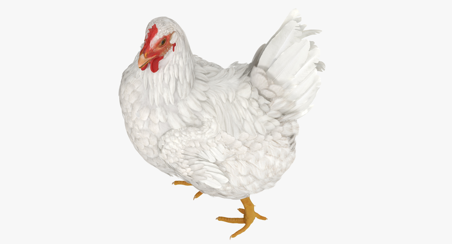 3D model White Chicken Rigged