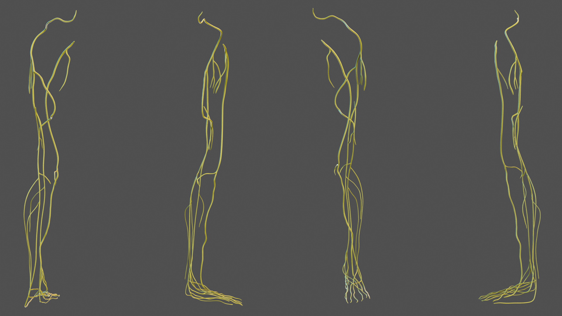 Human Leg Nervous System 3D model