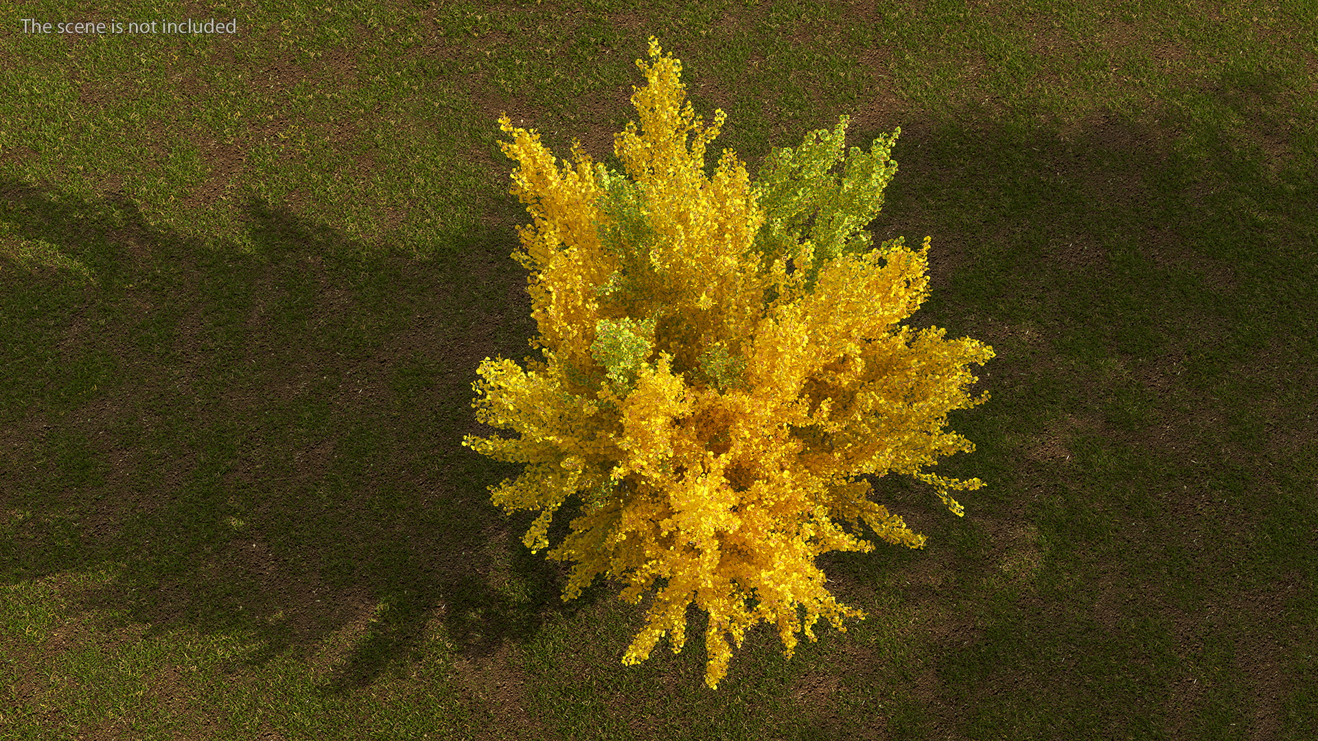 Ginkgo Tree Multicolored 3D model