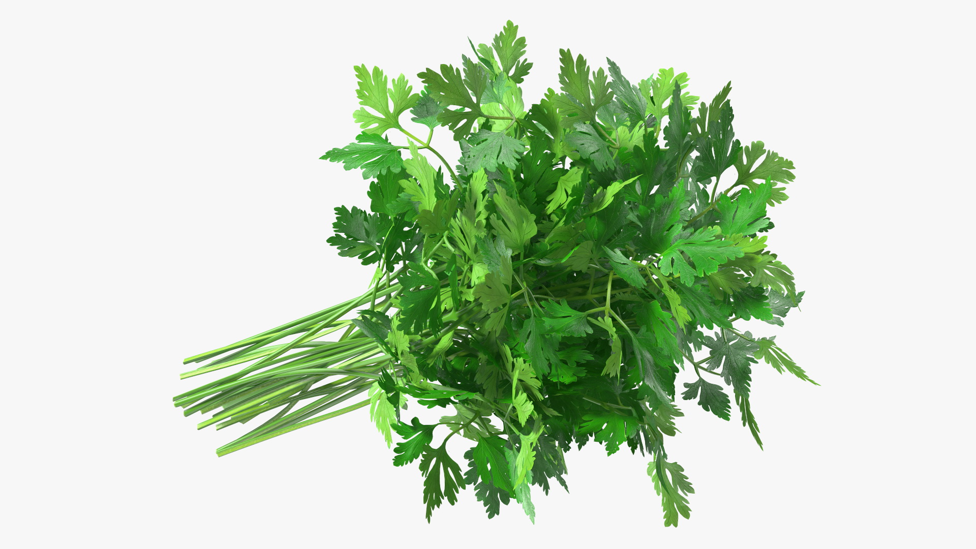 3D Parsley Bunch model