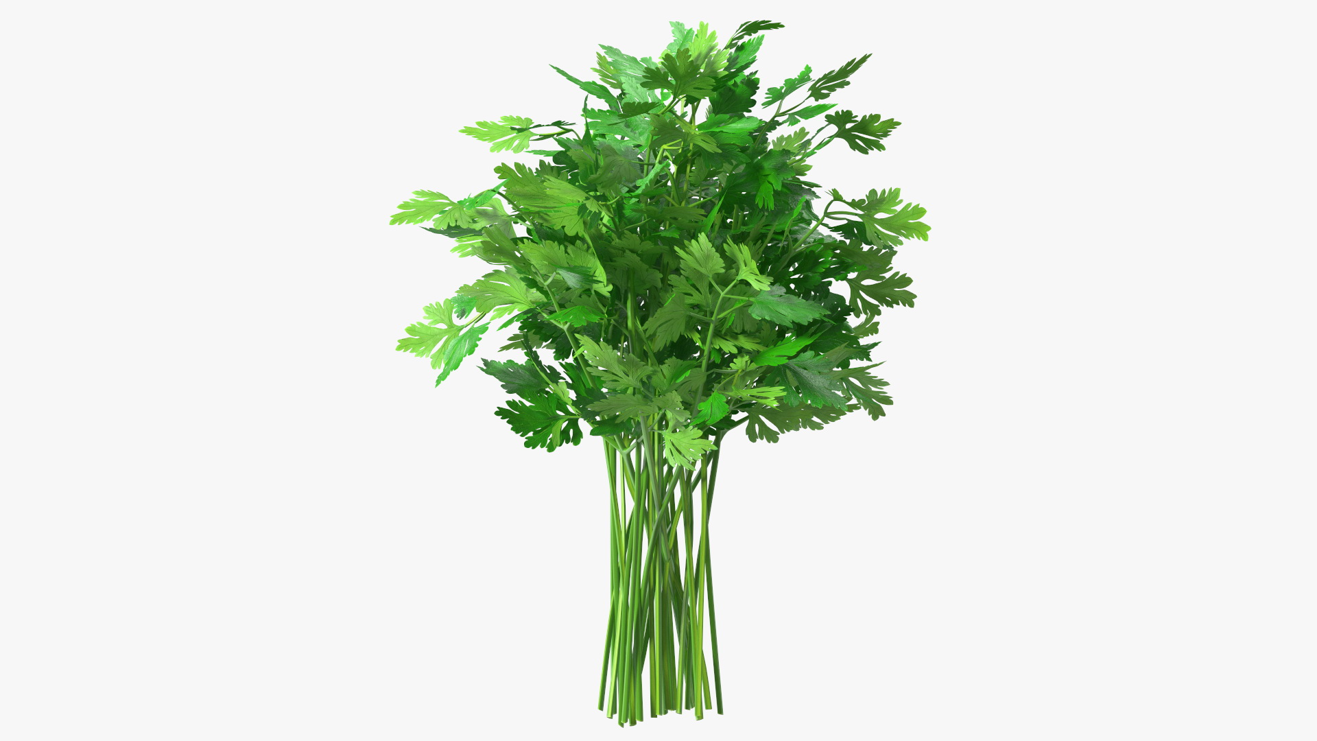 3D Parsley Bunch model