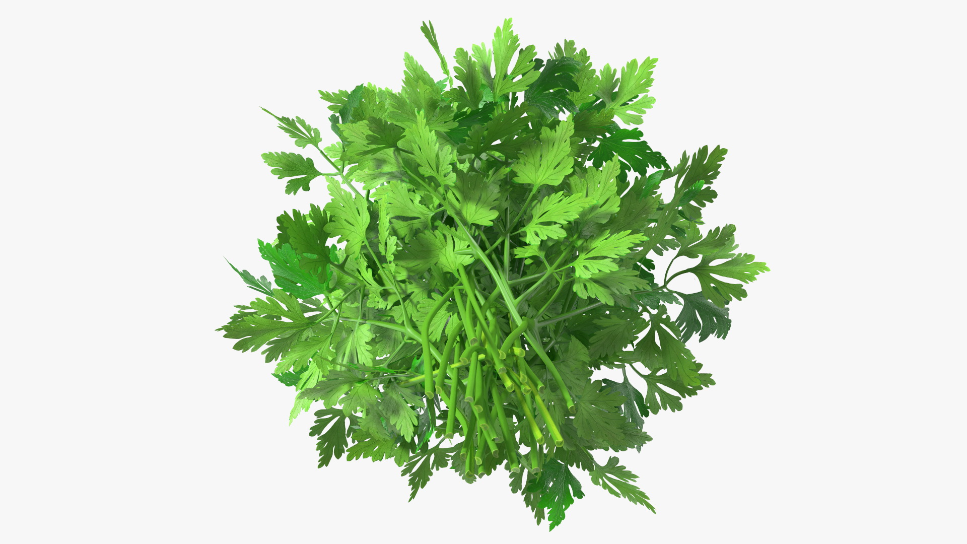 3D Parsley Bunch model