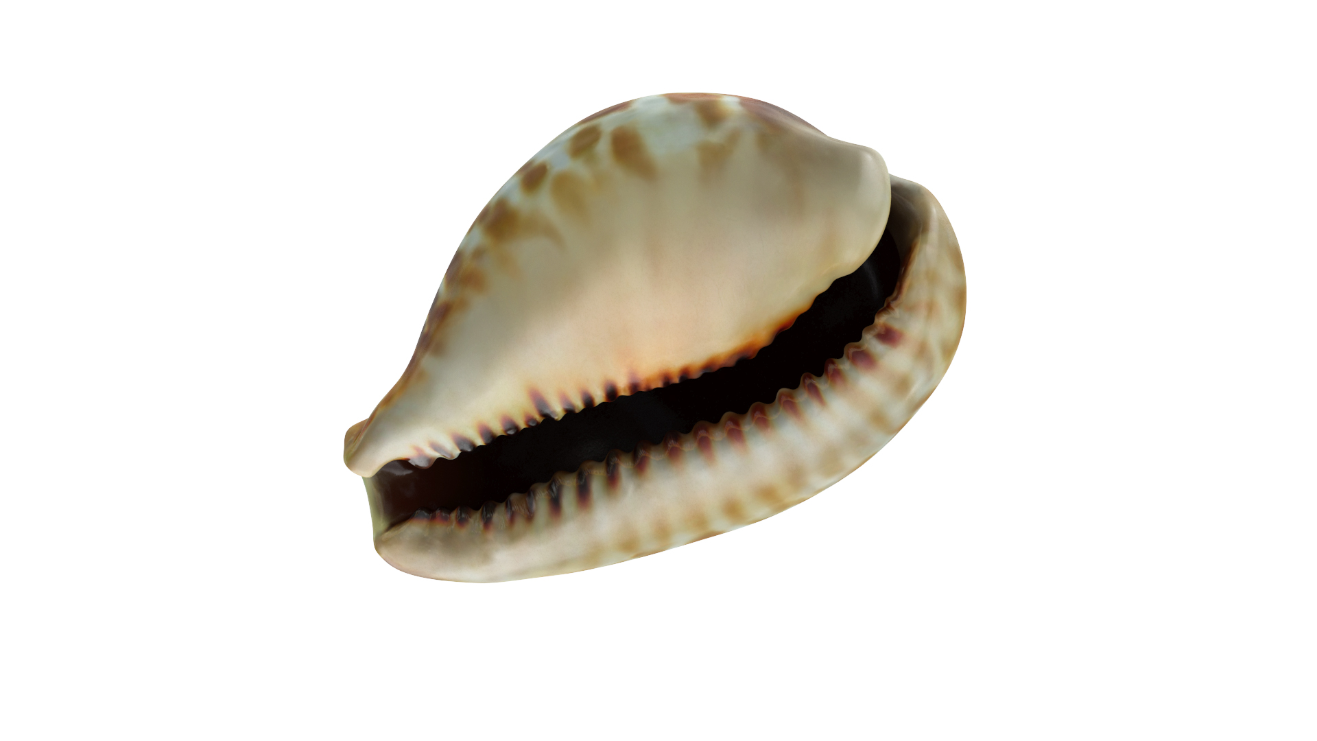 Sea Shell White-spotted Cowry 3D model