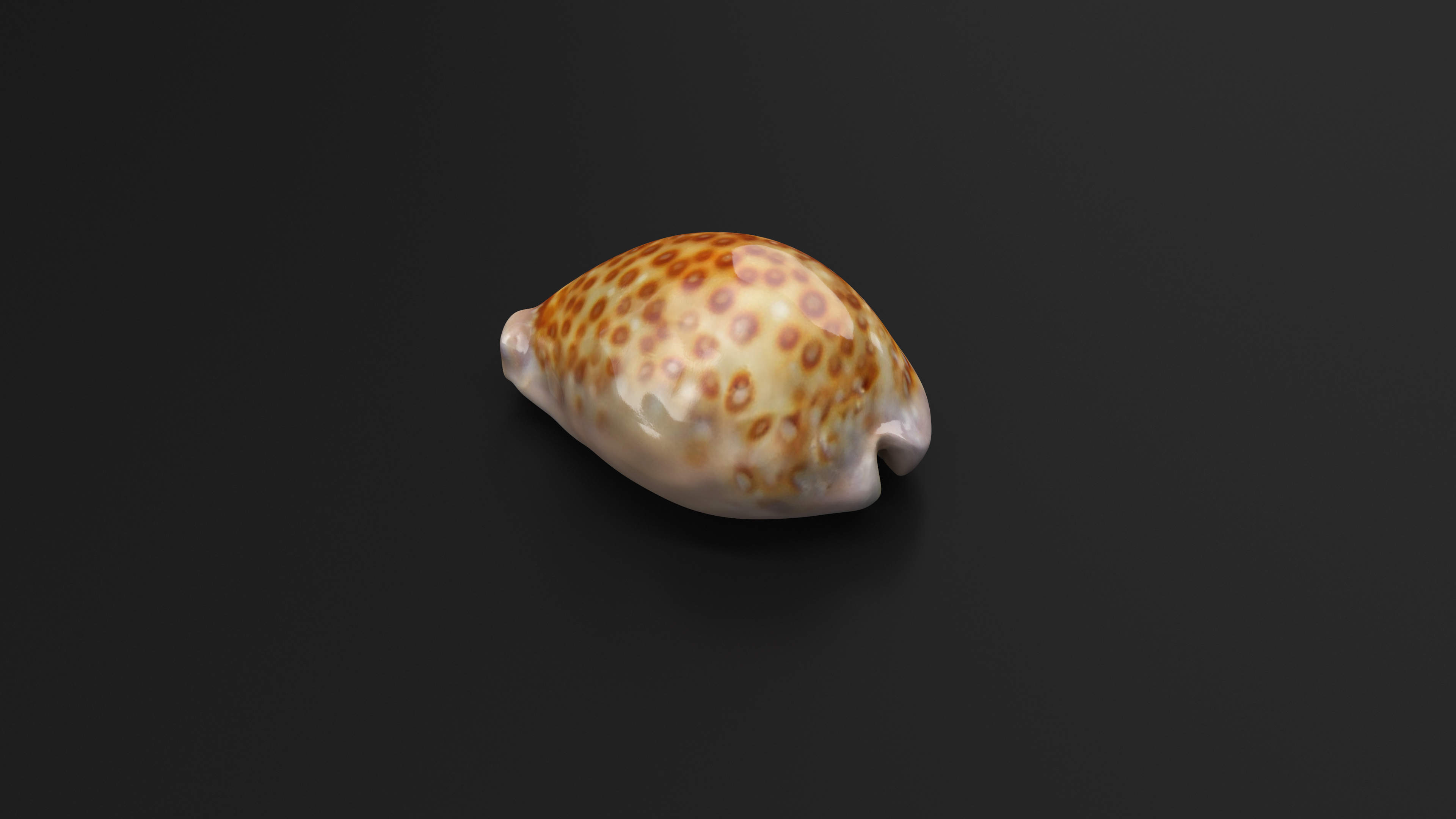 Sea Shell White-spotted Cowry 3D model