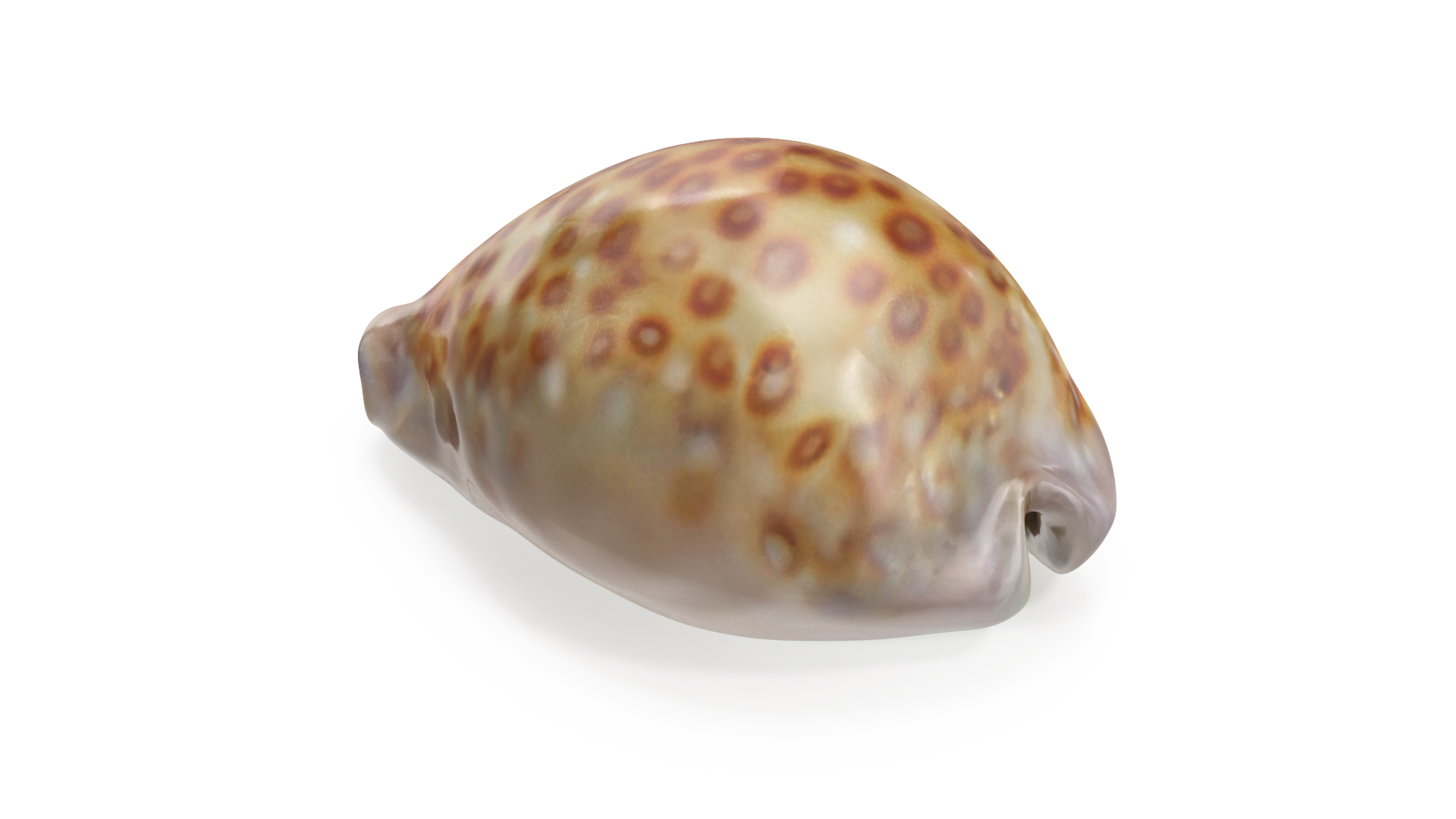 Sea Shell White-spotted Cowry 3D model