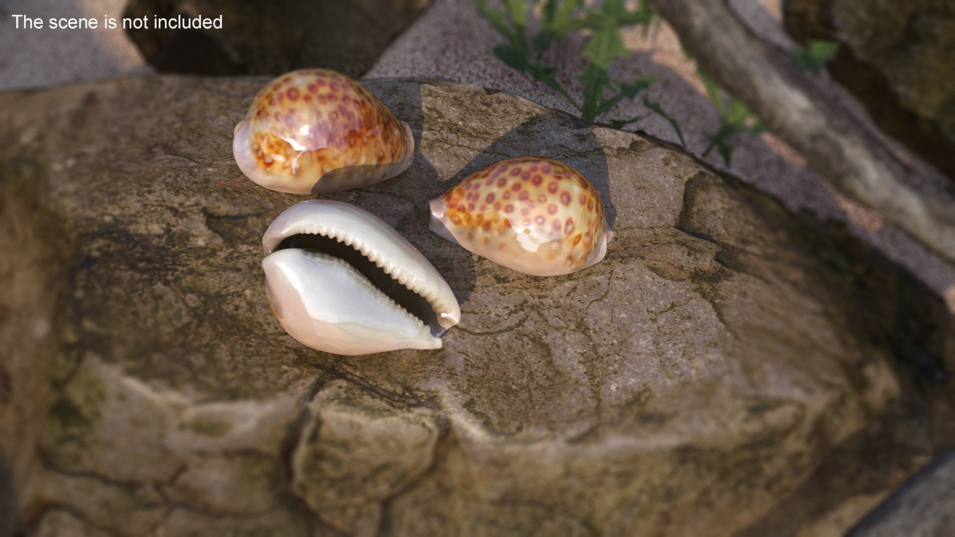 Sea Shell White-spotted Cowry 3D model