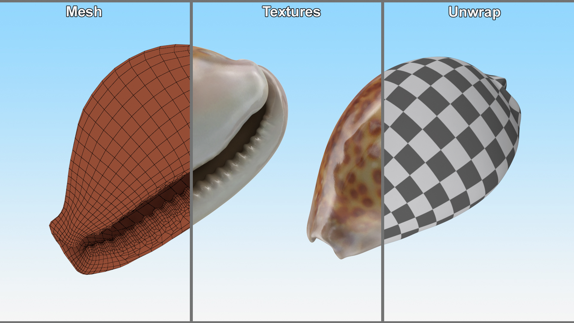 Sea Shell White-spotted Cowry 3D model