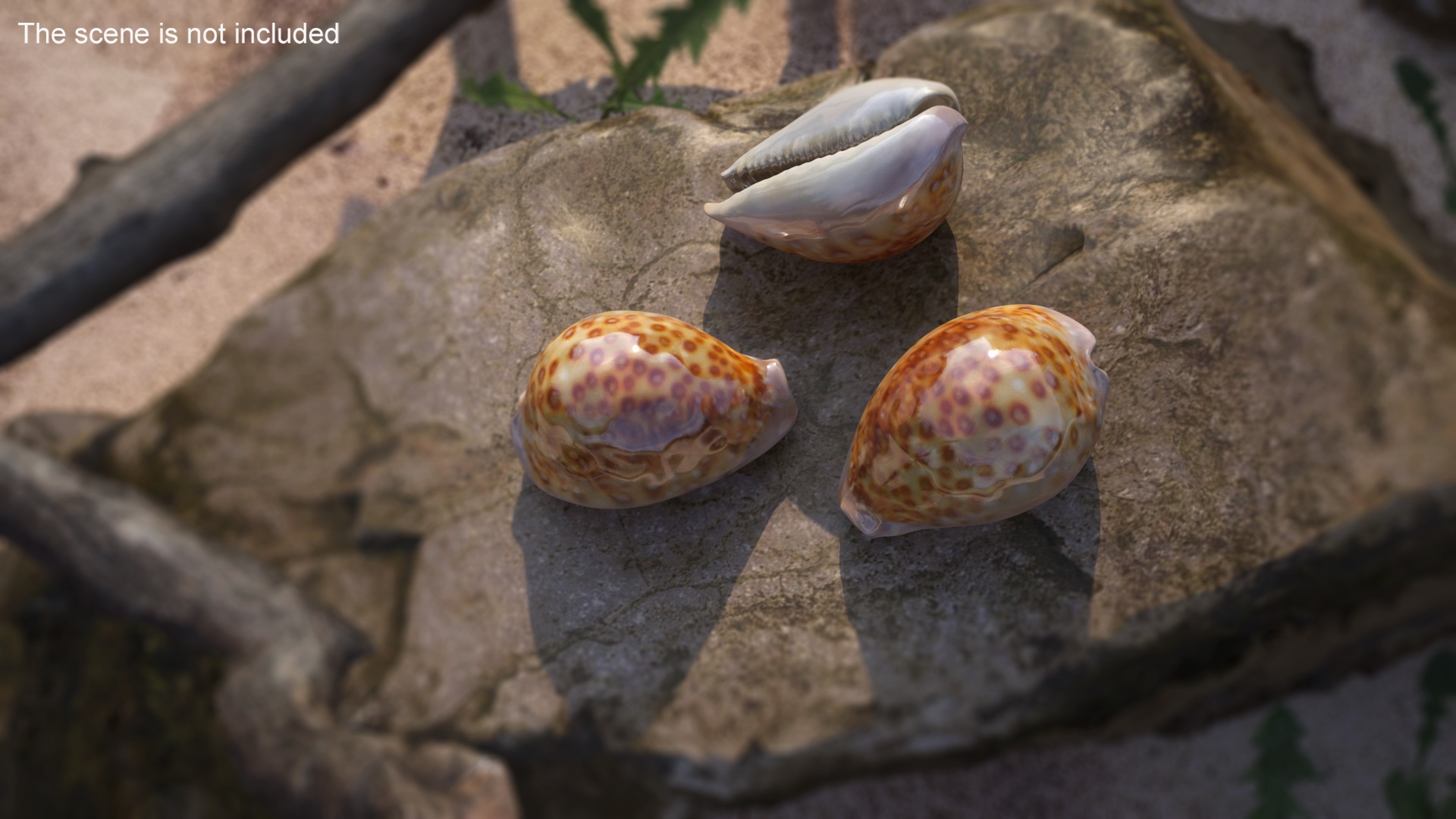 Sea Shell White-spotted Cowry 3D model