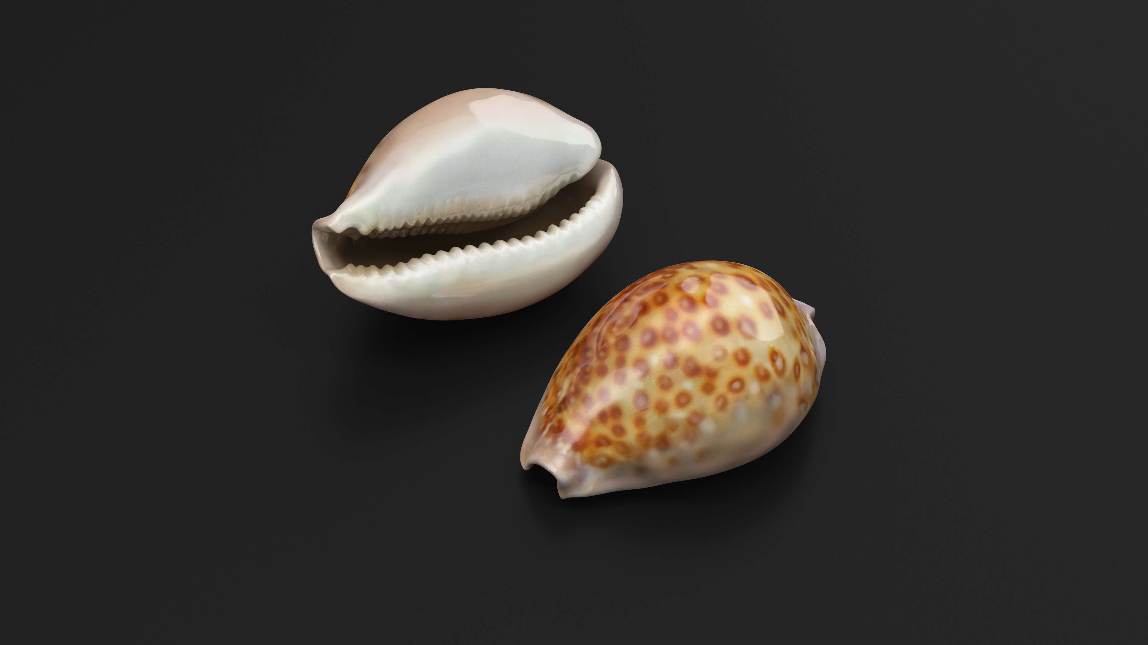 Sea Shell White-spotted Cowry 3D model