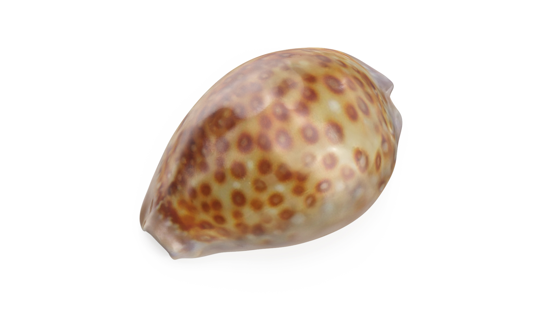 Sea Shell White-spotted Cowry 3D model