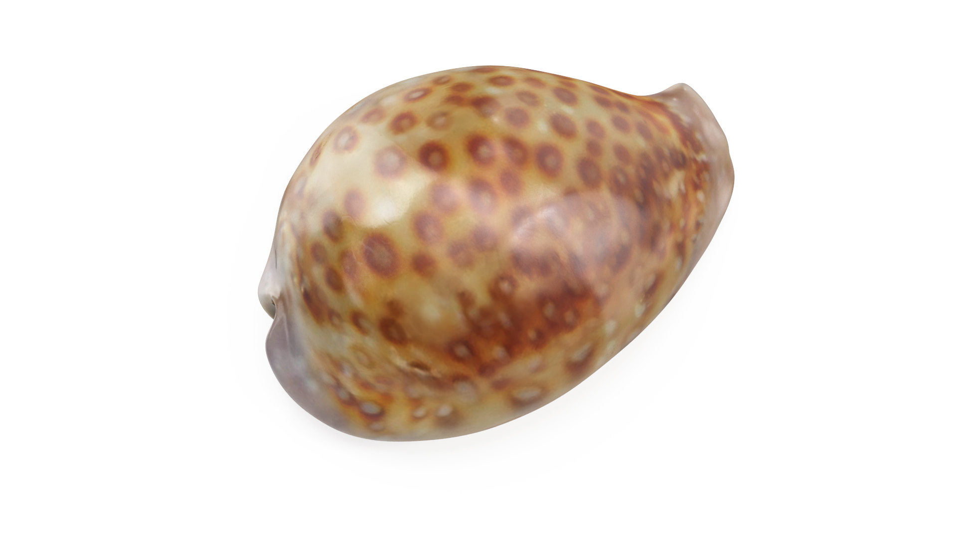 Sea Shell White-spotted Cowry 3D model