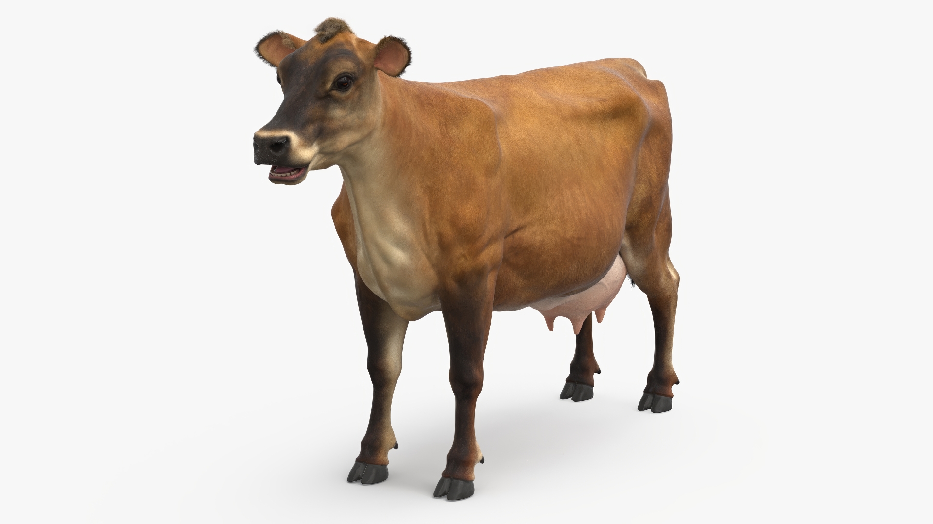 Cattle Cow Fur 3D model