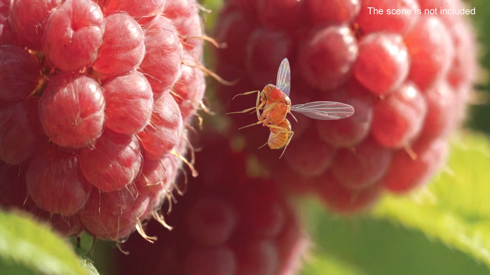 Drosophila Melanogaster In Flight Fur 3D