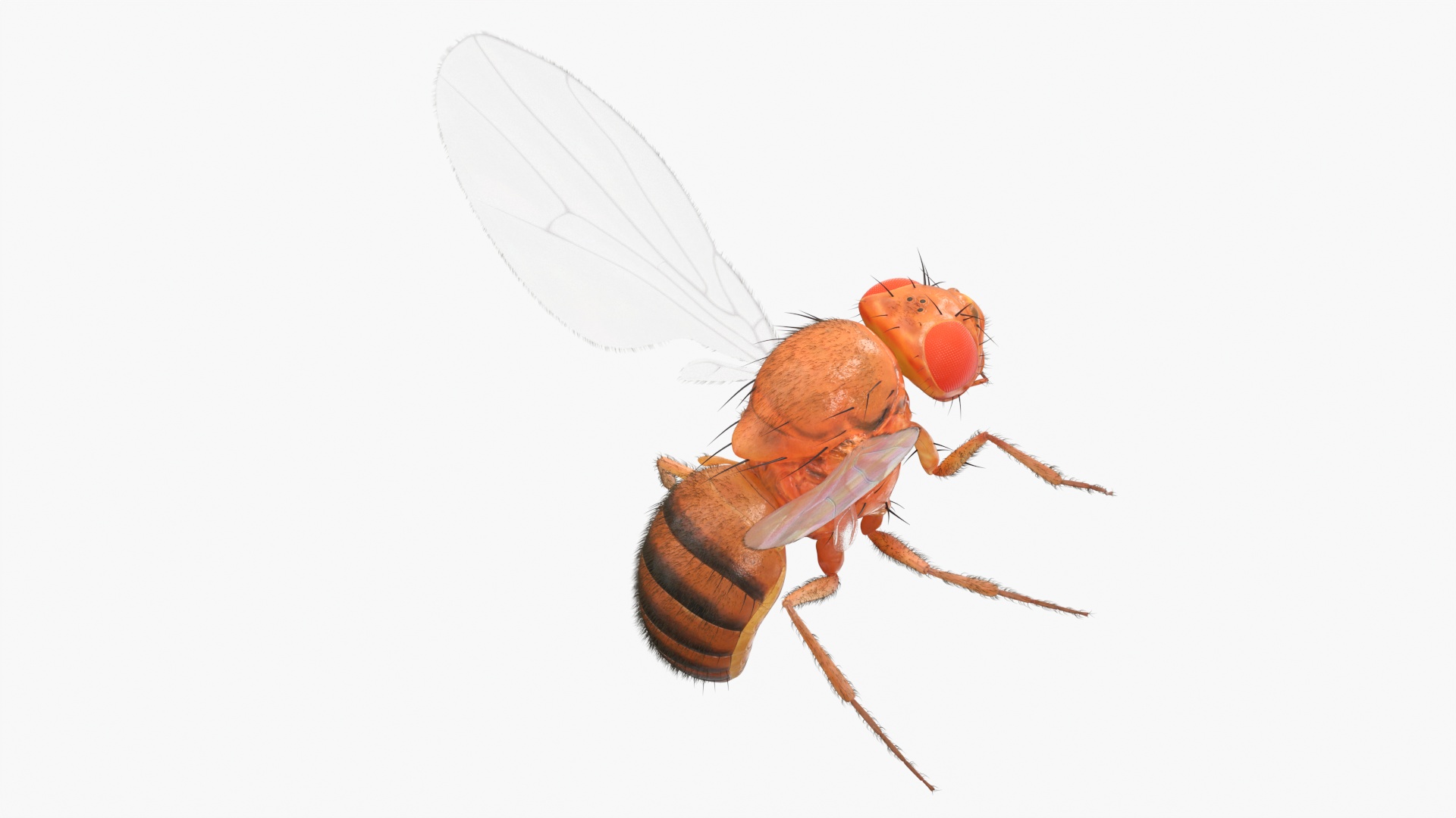 Drosophila Melanogaster In Flight Fur 3D