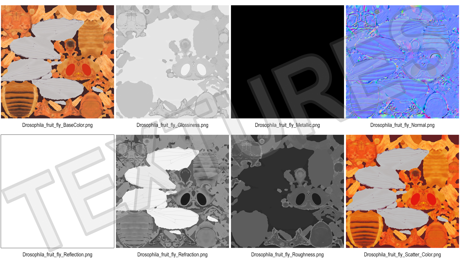 Drosophila Melanogaster In Flight Fur 3D