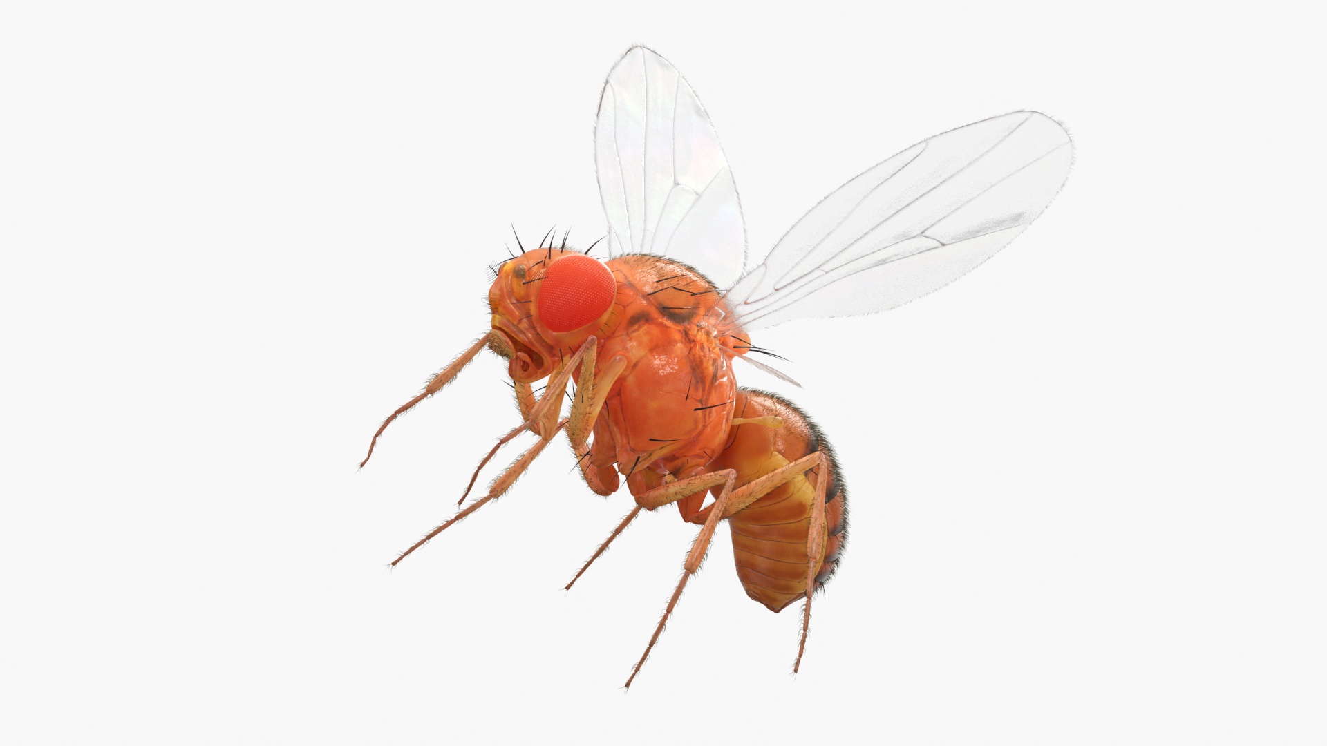 Drosophila Melanogaster In Flight Fur 3D