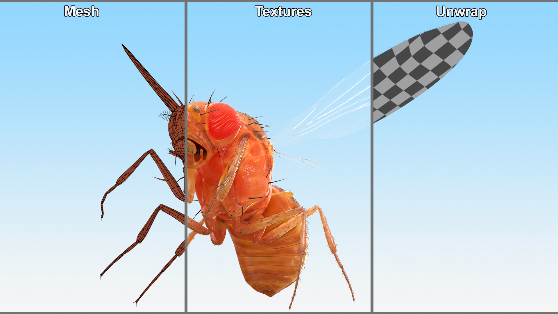 Drosophila Melanogaster In Flight Fur 3D