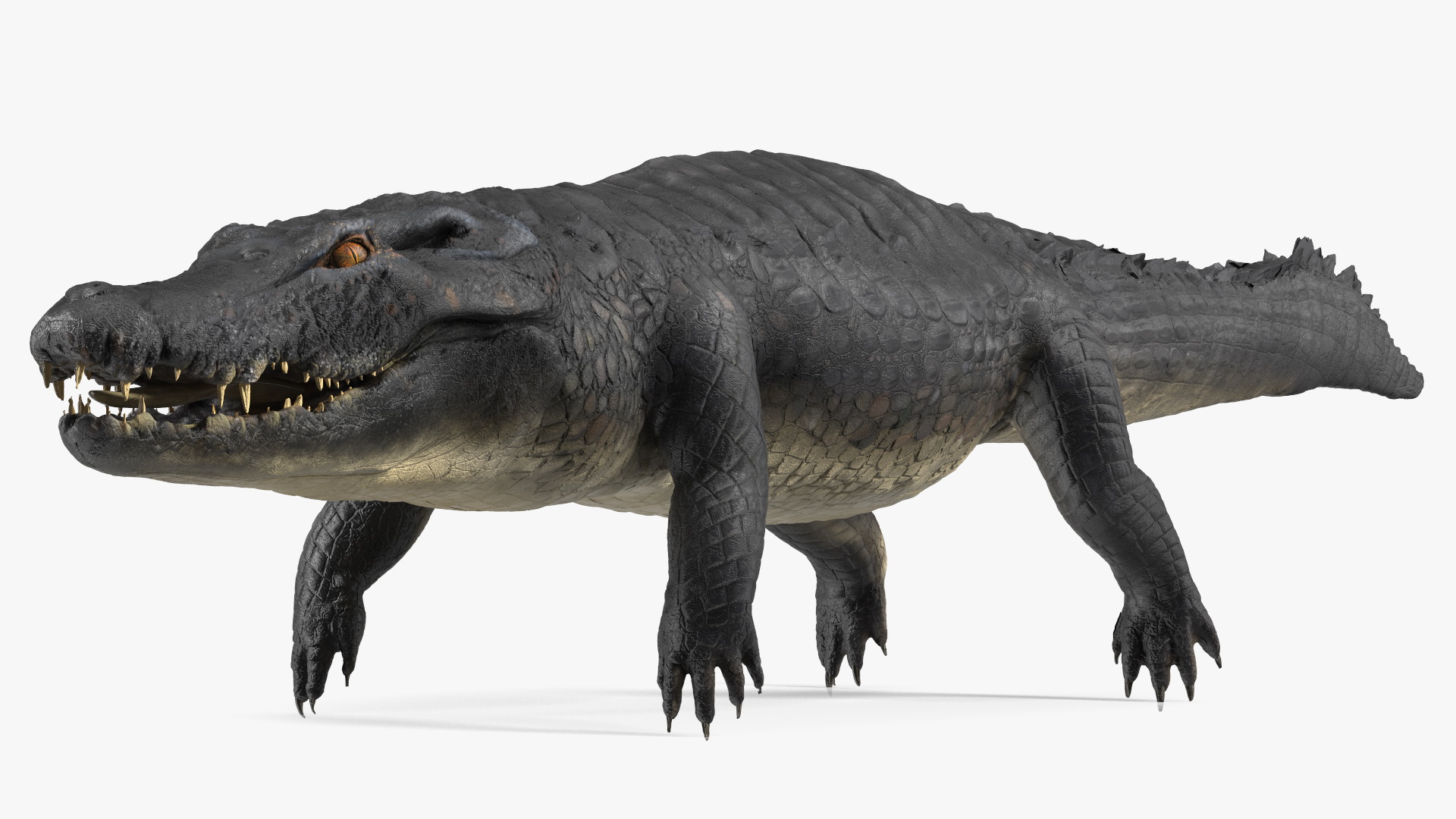 3D model Melanosuchus Niger Rigged