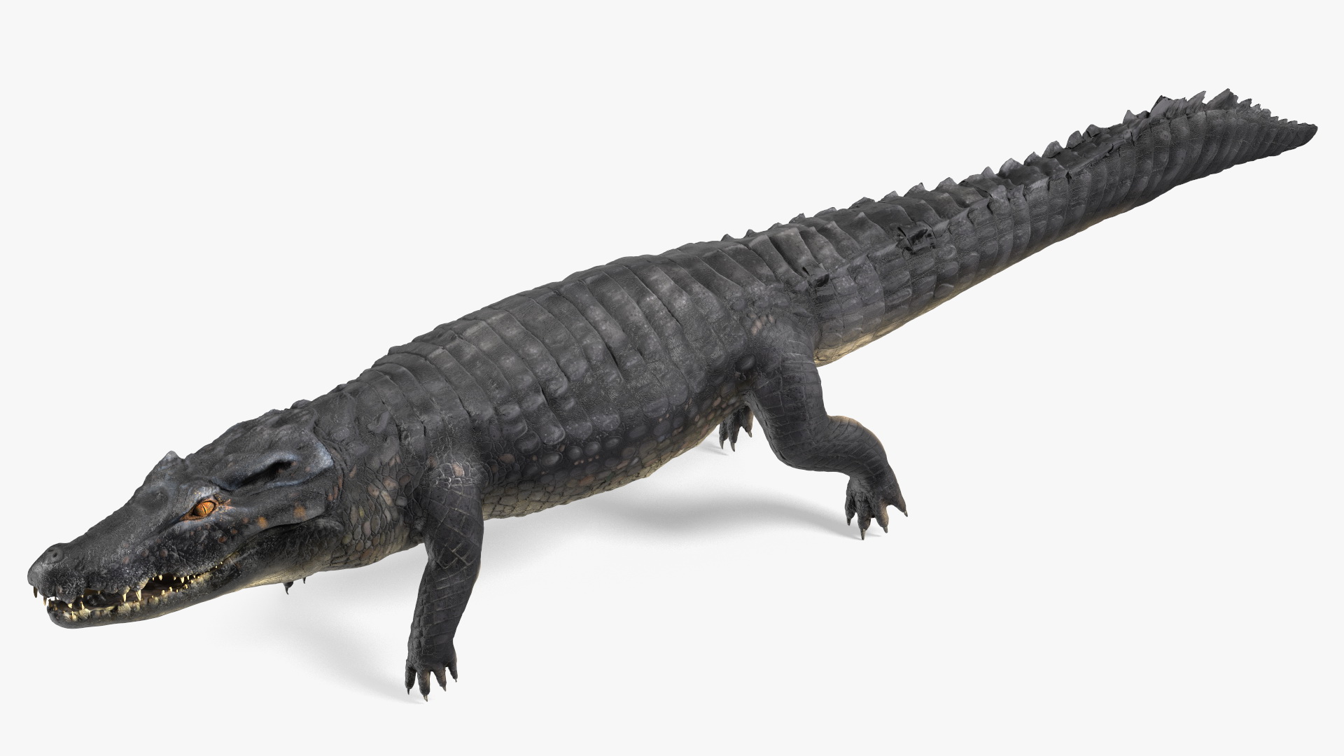 3D model Melanosuchus Niger Rigged