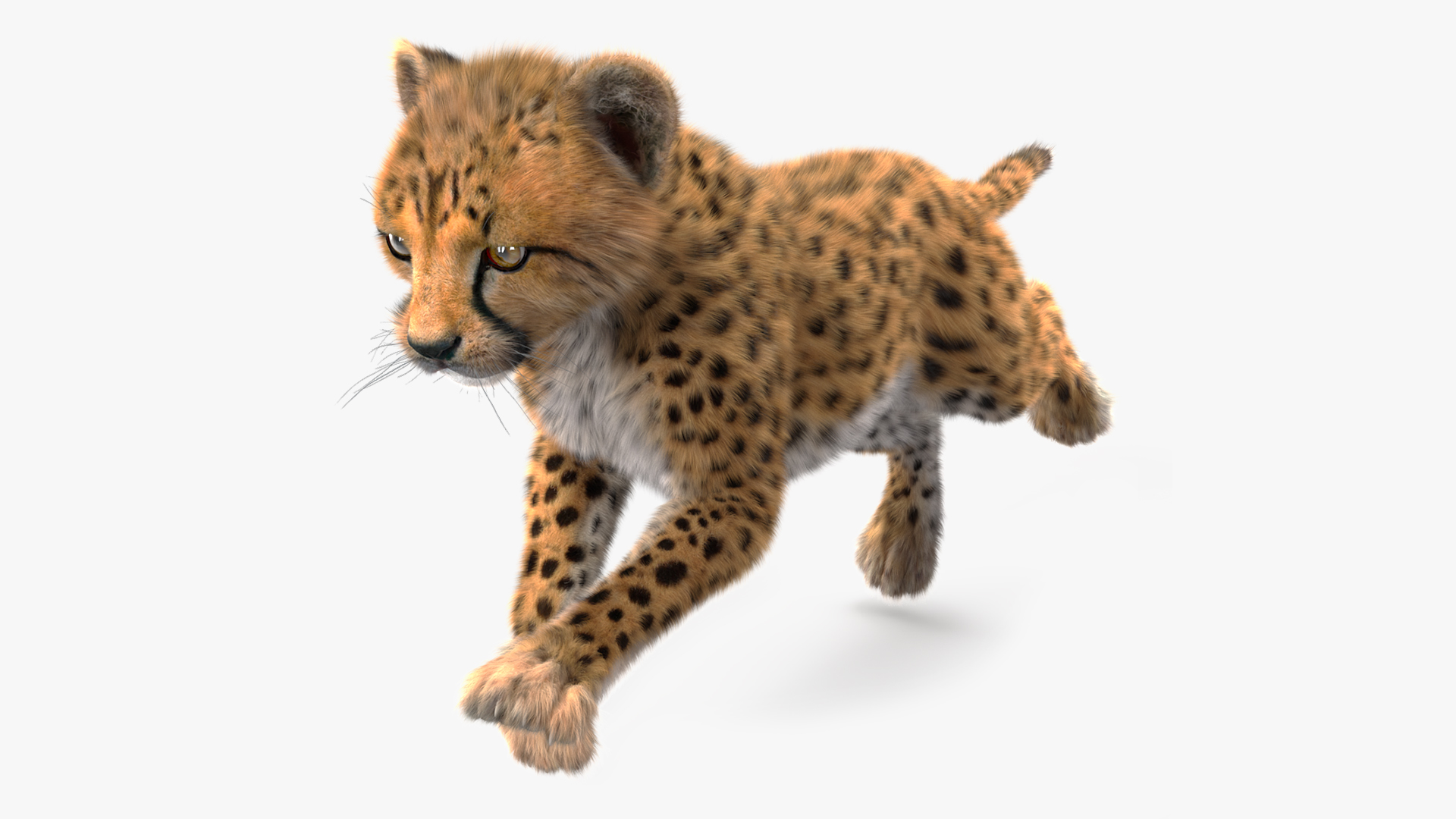 3D Cheetah Cub Running Pose Fur model