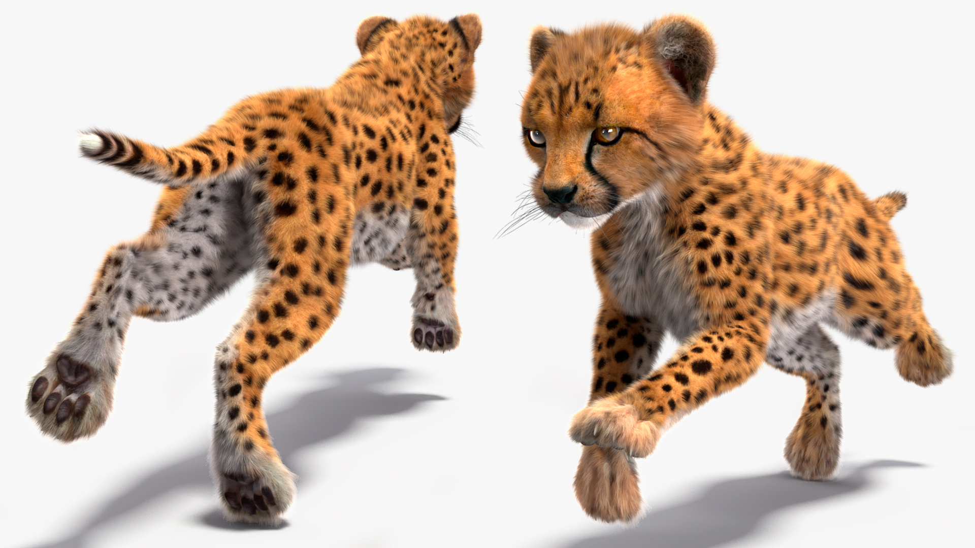 3D Cheetah Cub Running Pose Fur model