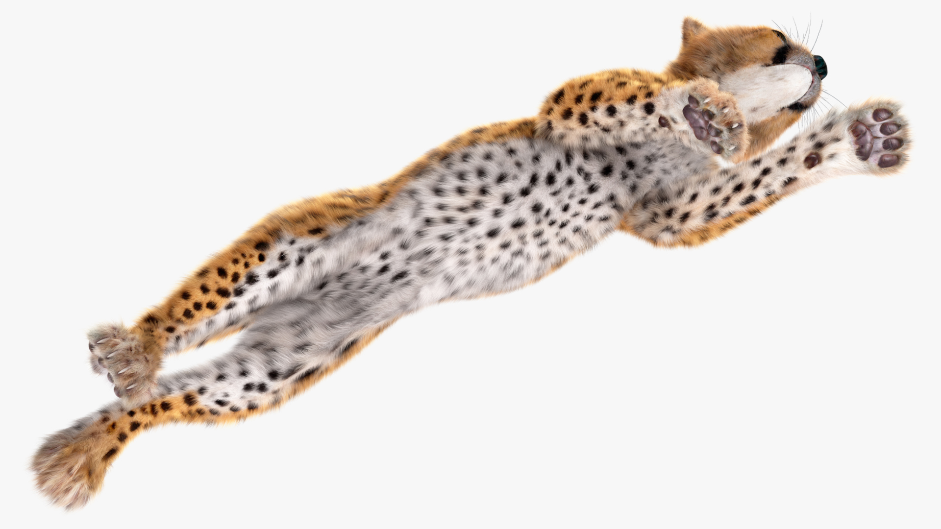 3D Cheetah Cub Running Pose Fur model