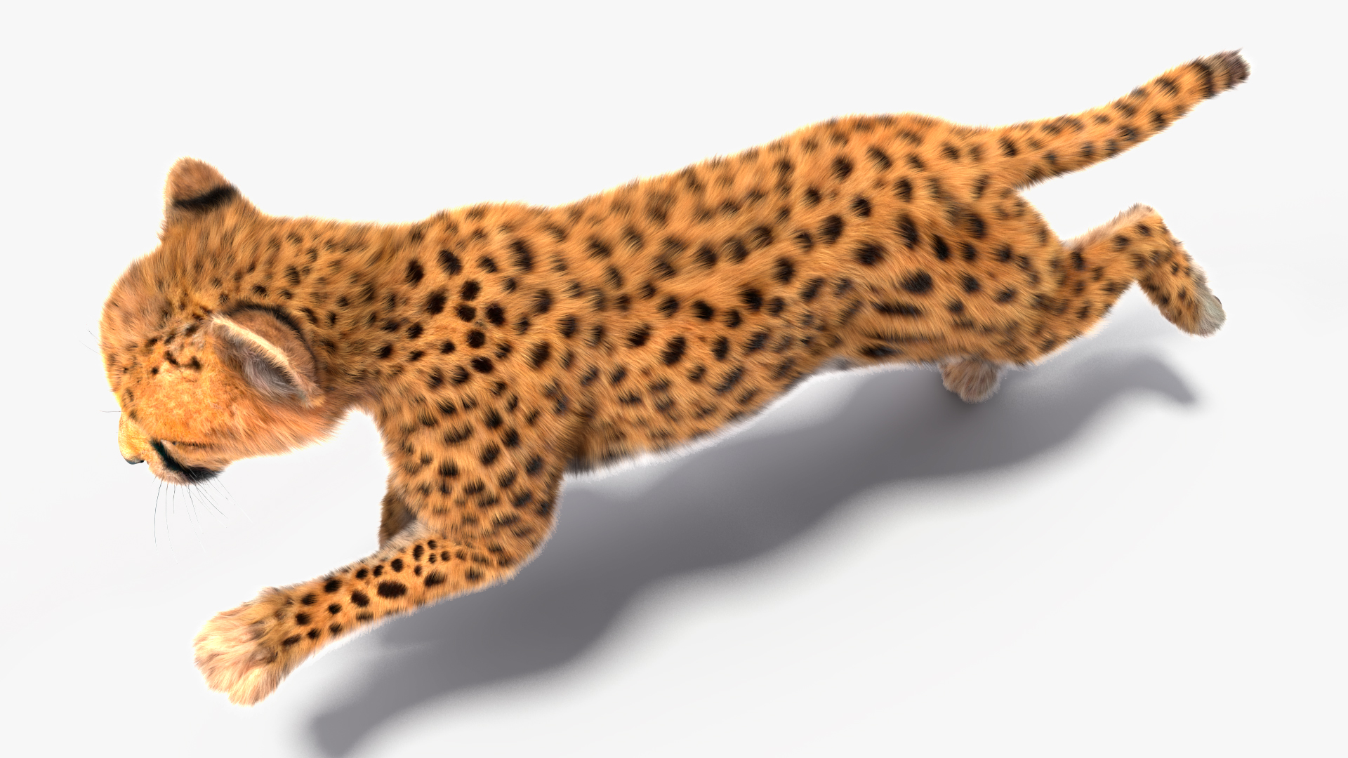 3D Cheetah Cub Running Pose Fur model