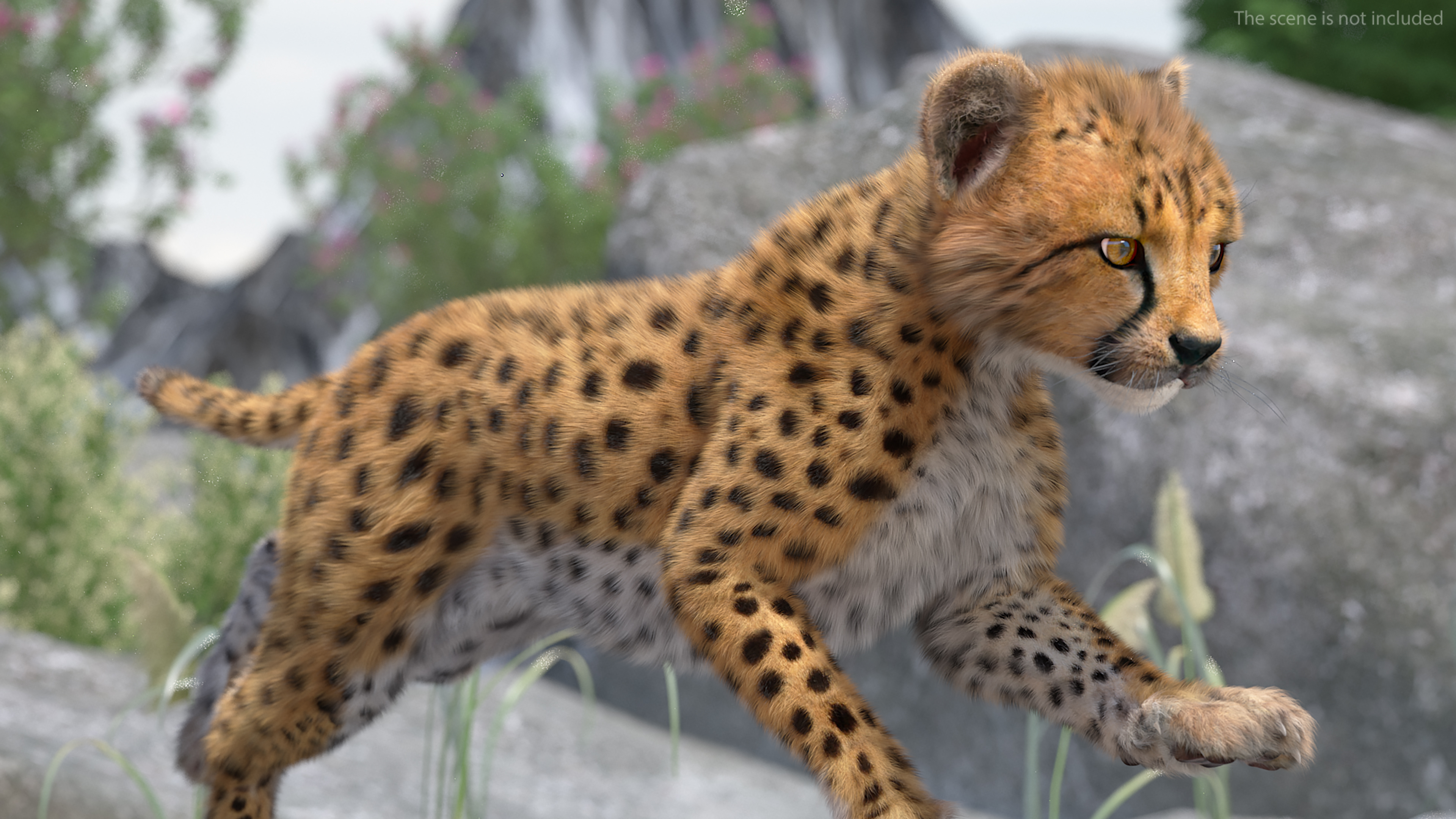 3D Cheetah Cub Running Pose Fur model